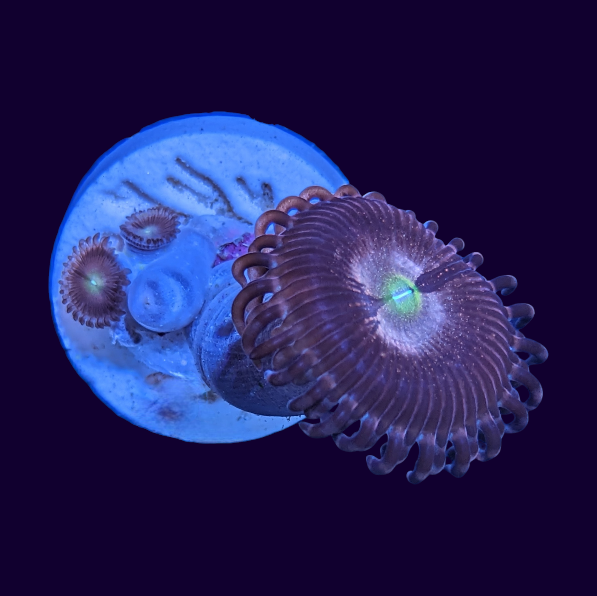 Zoa frag