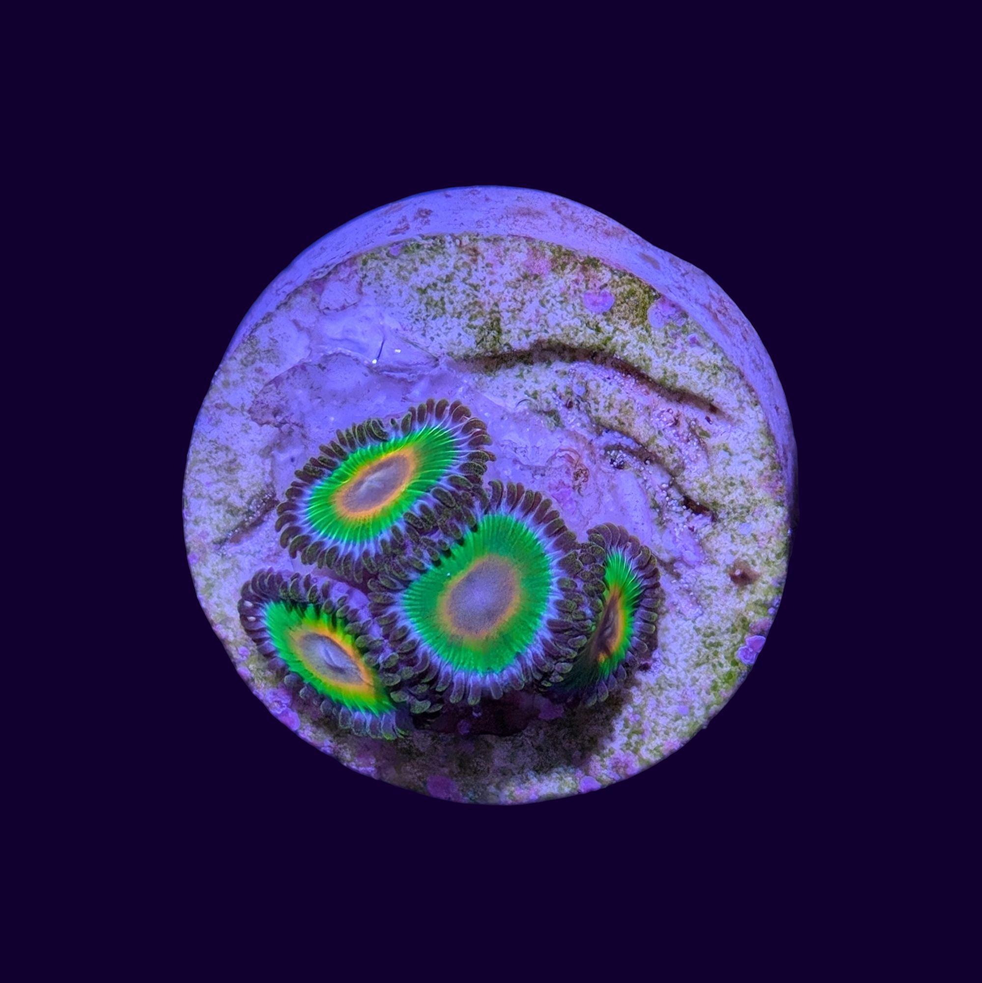 Rasta Zoa Frag