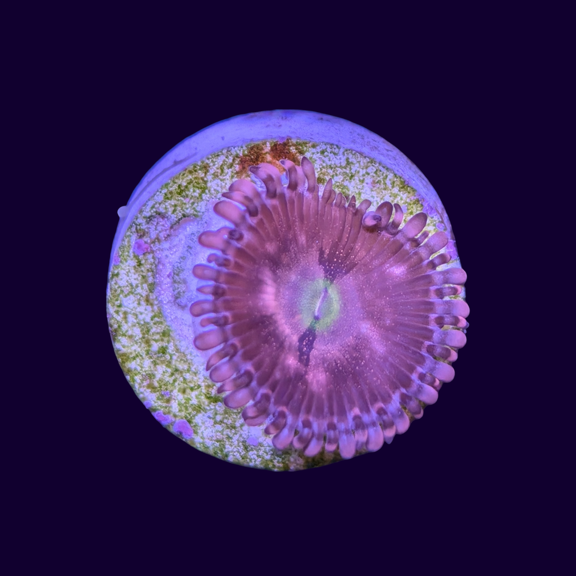 Purple Bee Zoa Frag