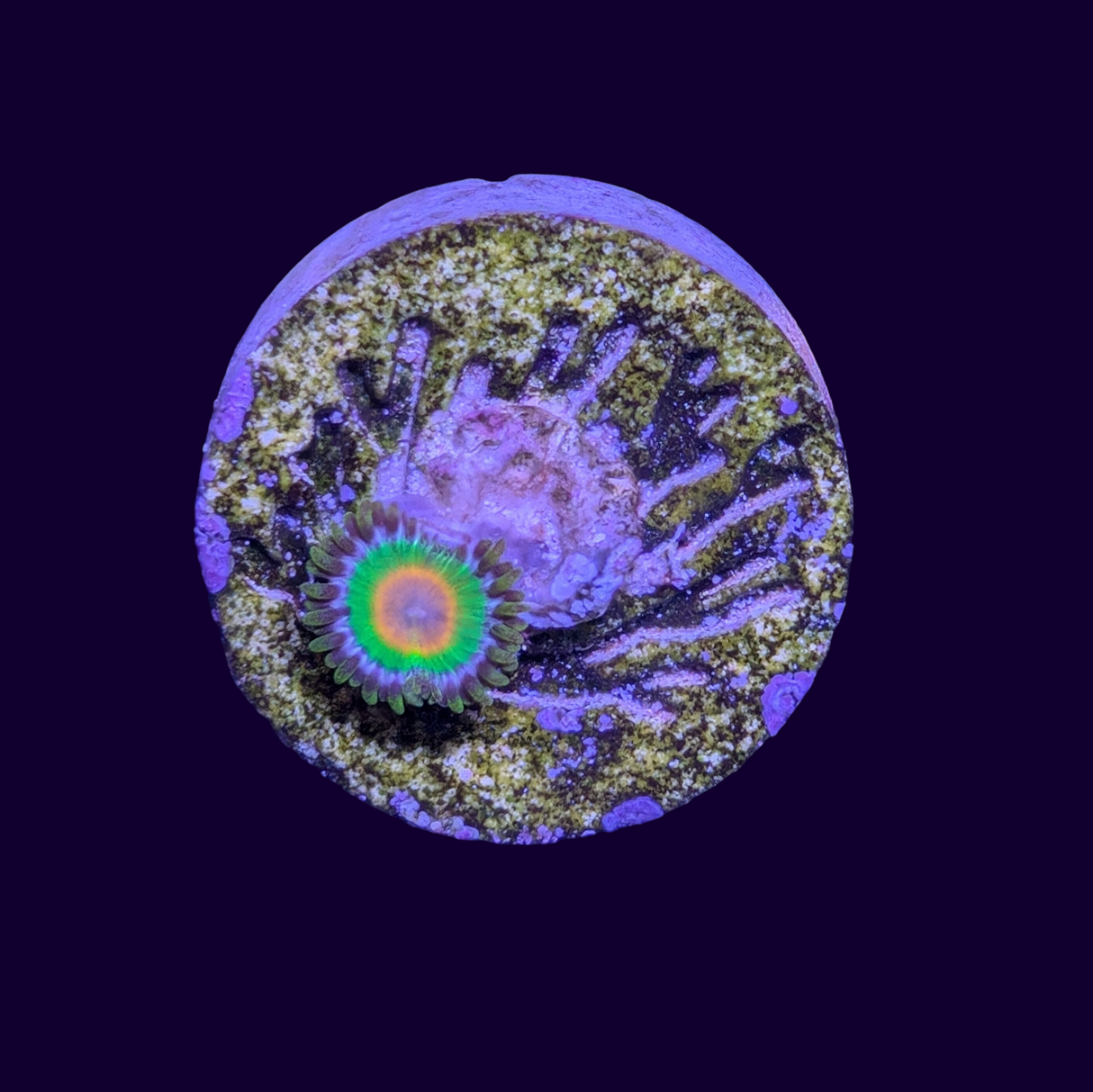 Rasta Zoa Frag