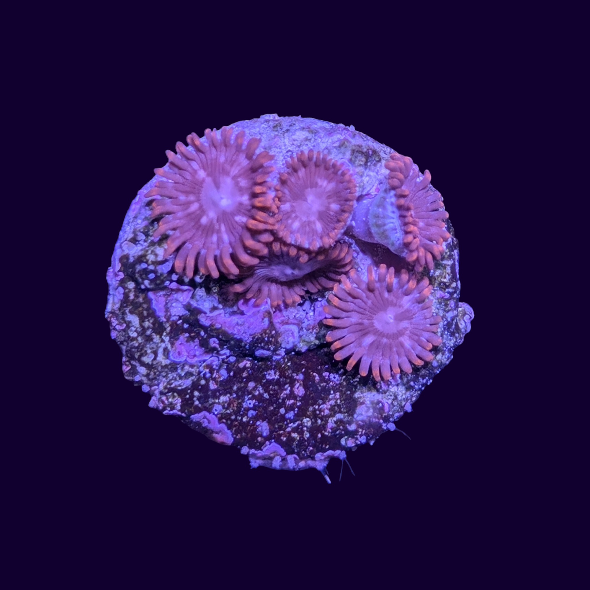 Zoa Frag