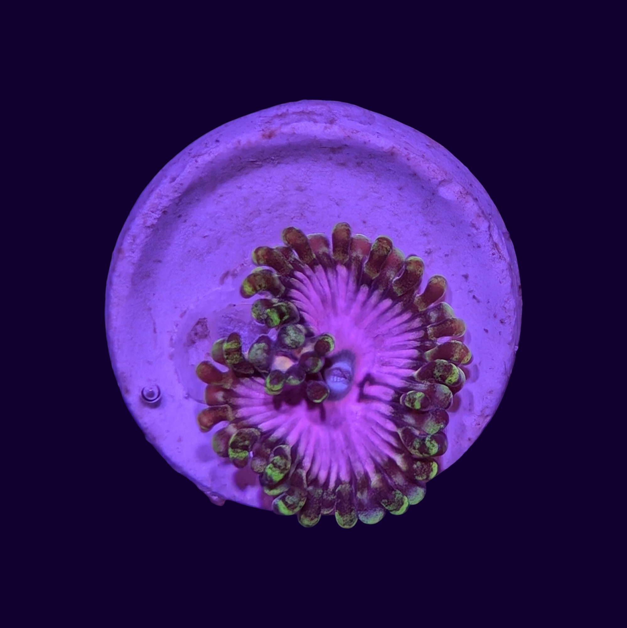 Pink Diamond Zoa Frag