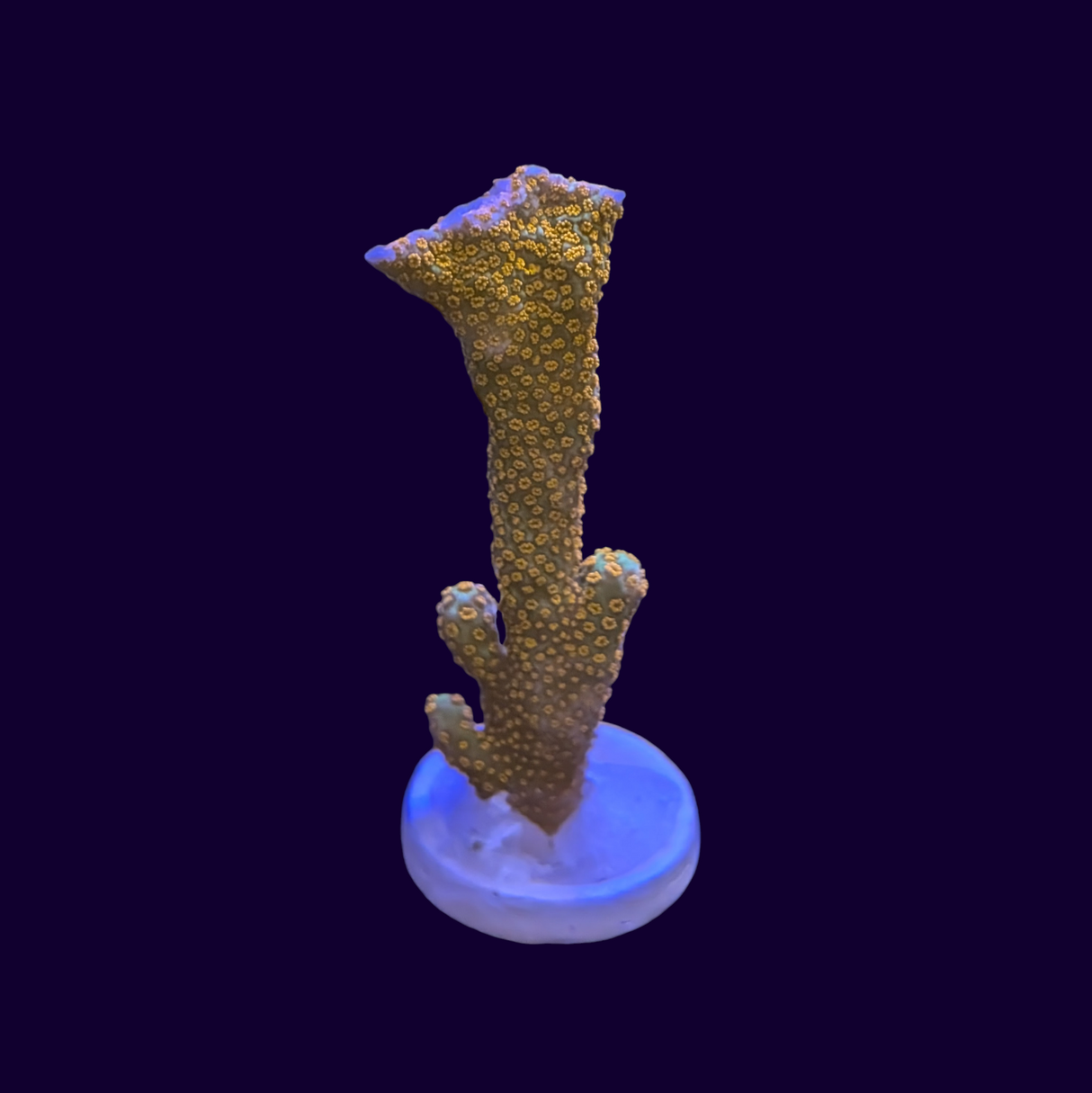 Forest of Fire Montipora digitata (UK Grown)
