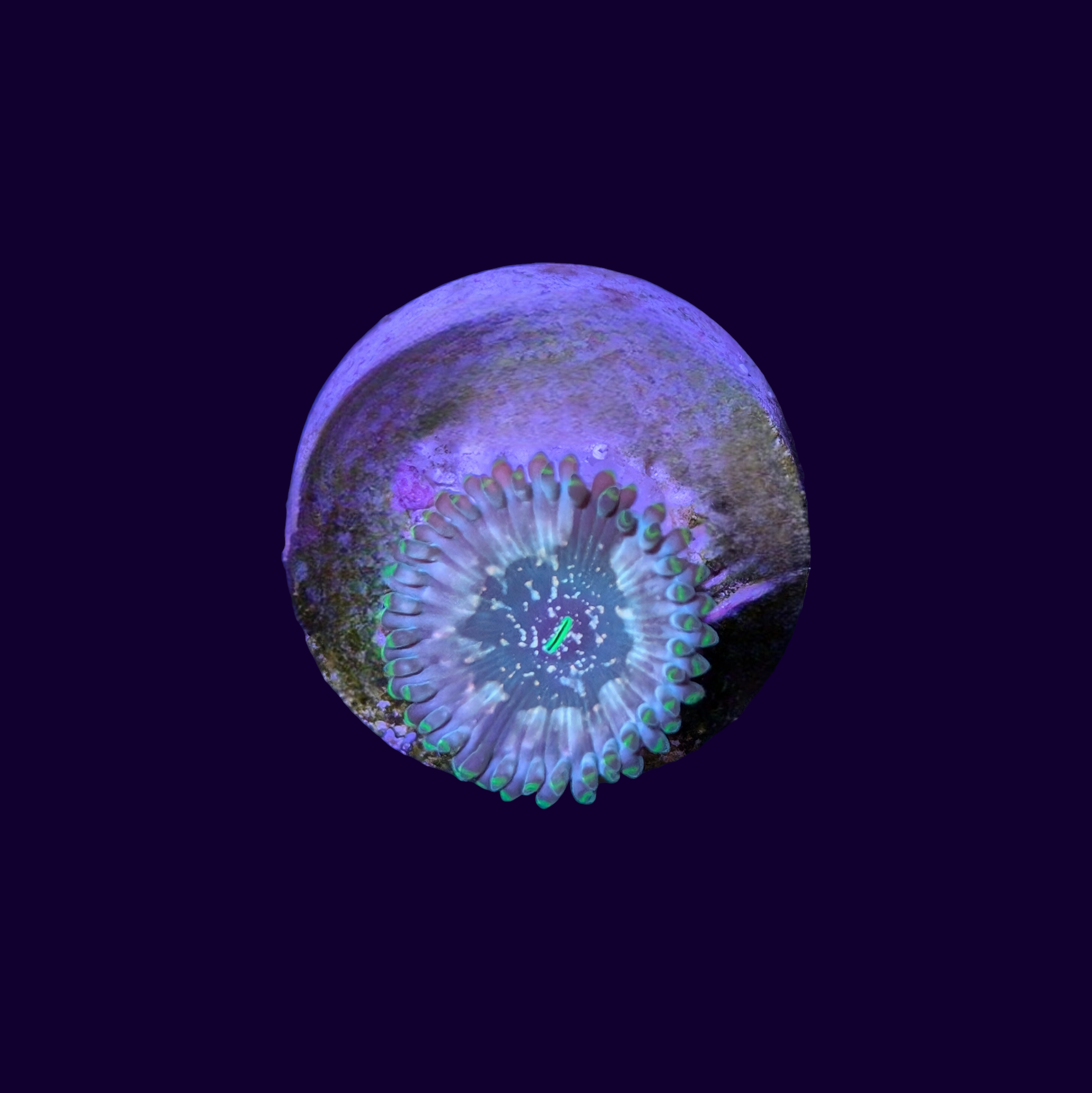 Hawaiian People Eater Zoa Frag