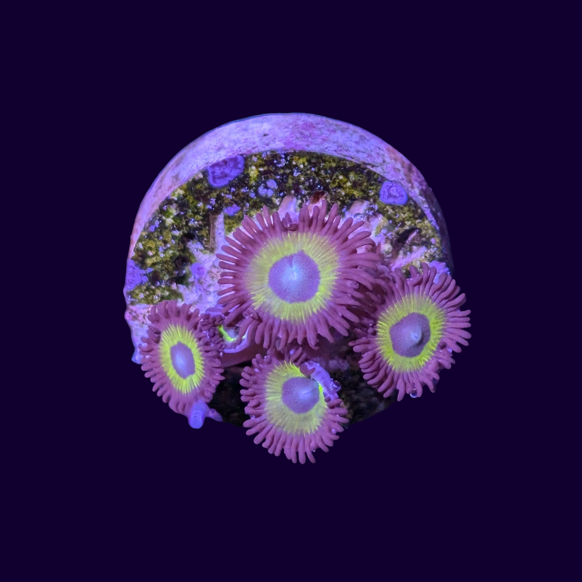 Belladonna Zoa Frag