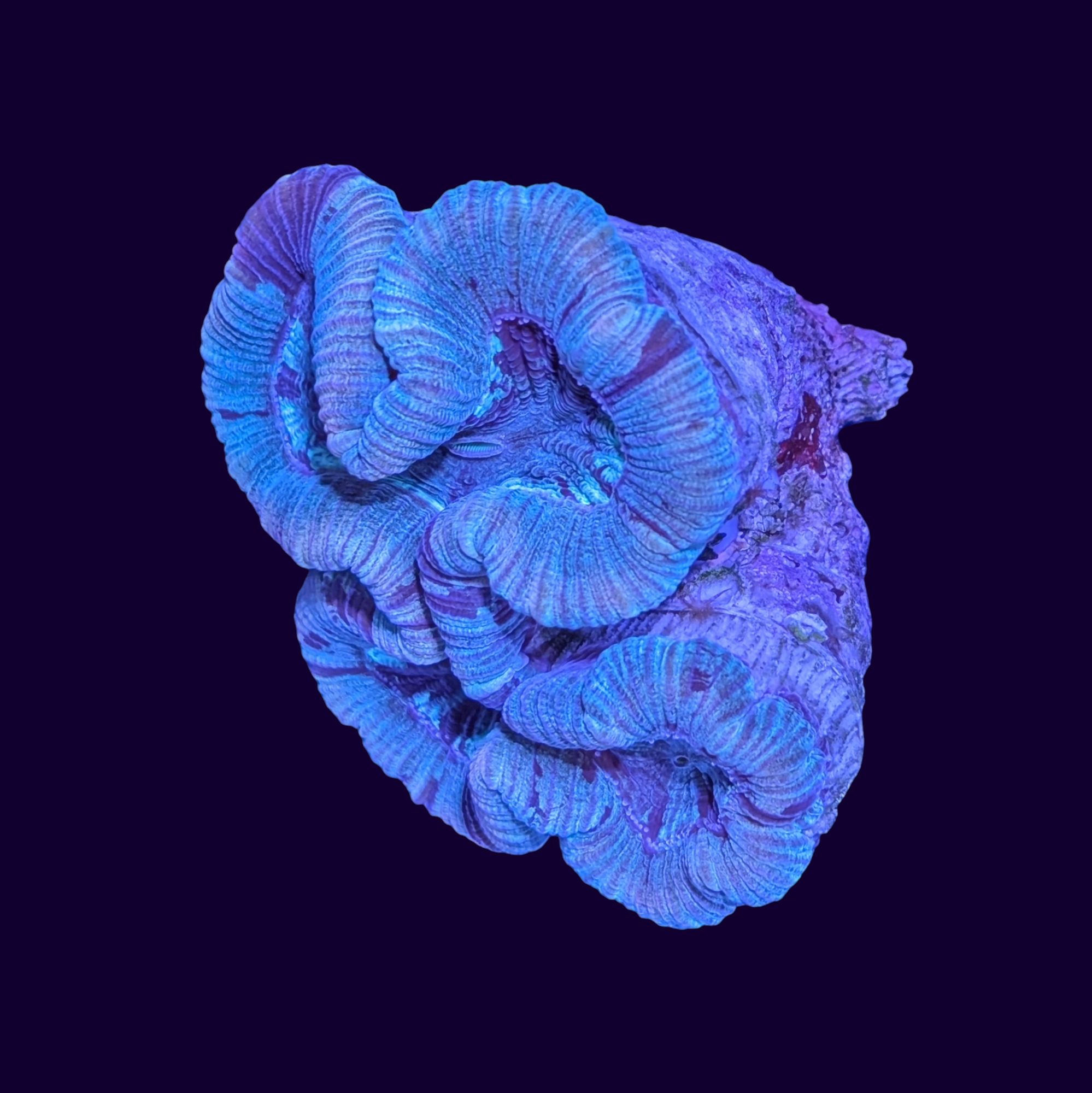 Trachyphyllia (Collection Only)