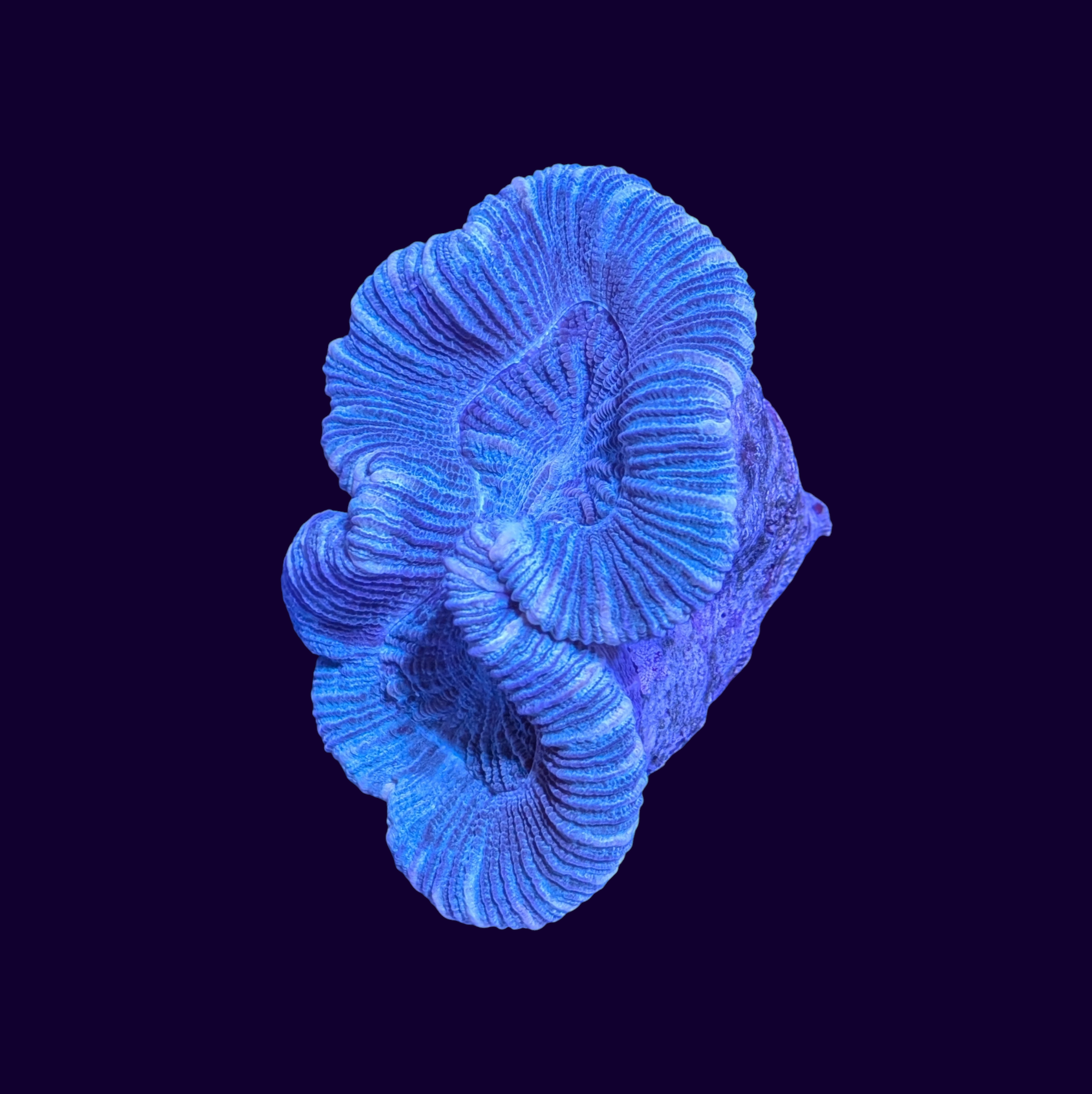 Trachyphyllia (Collection Only)