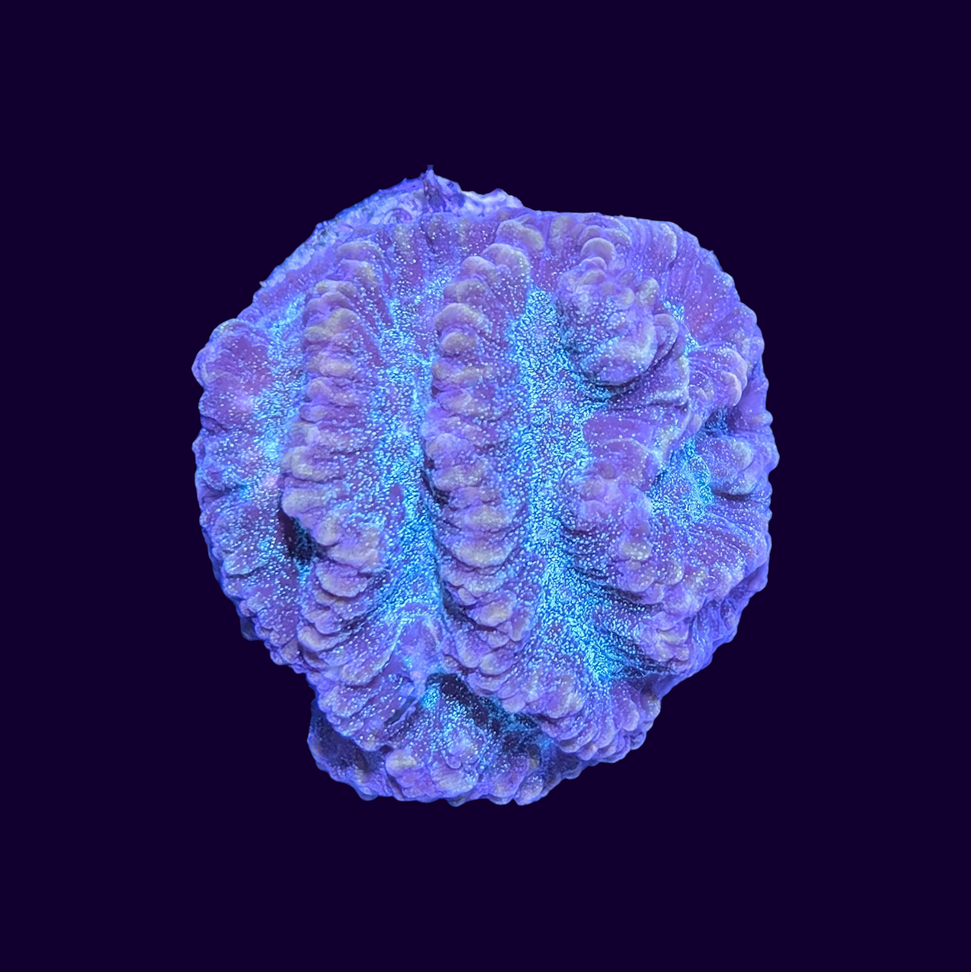 Favites Coral Frag