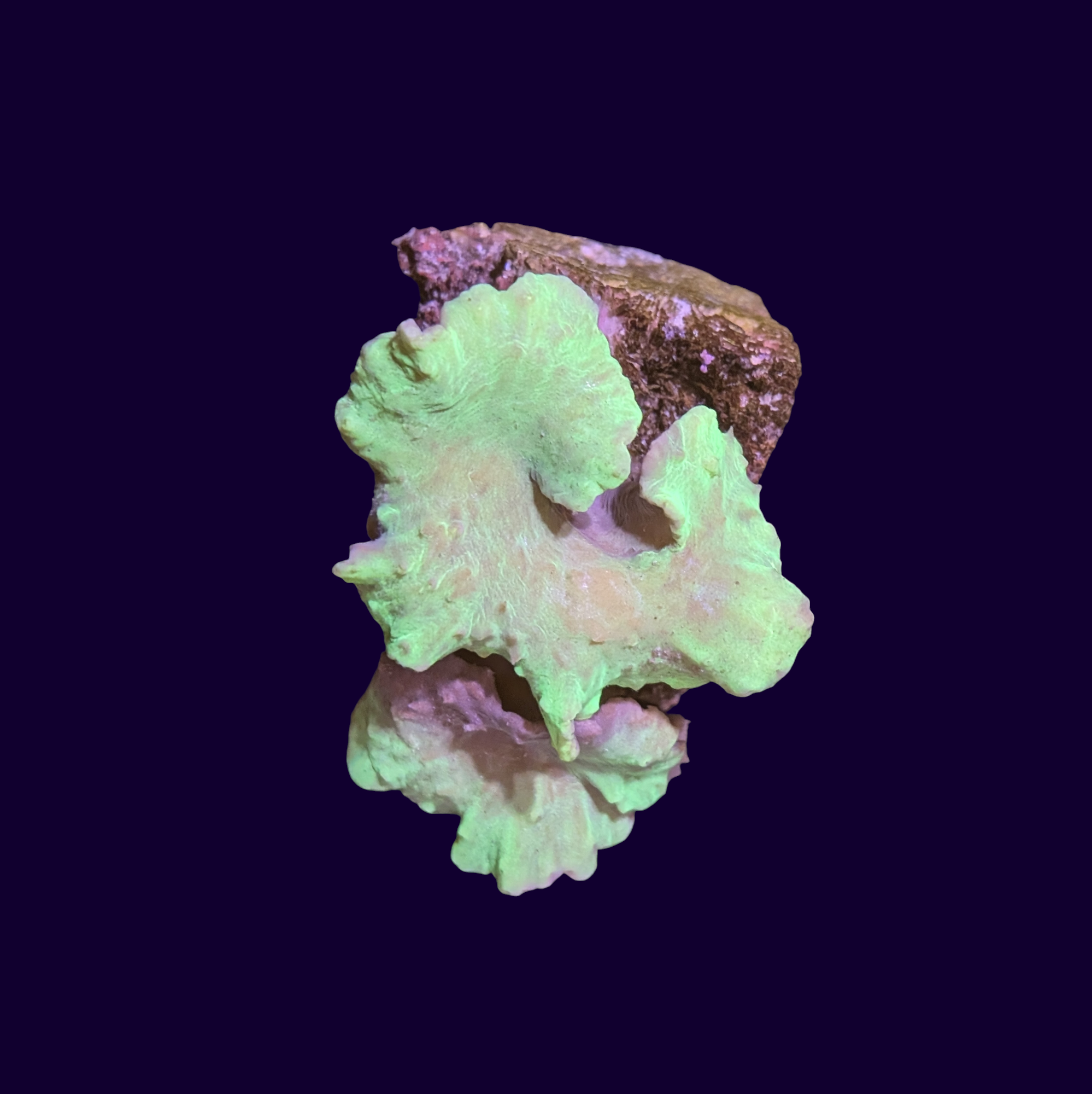 Green Cabbage Leather Coral