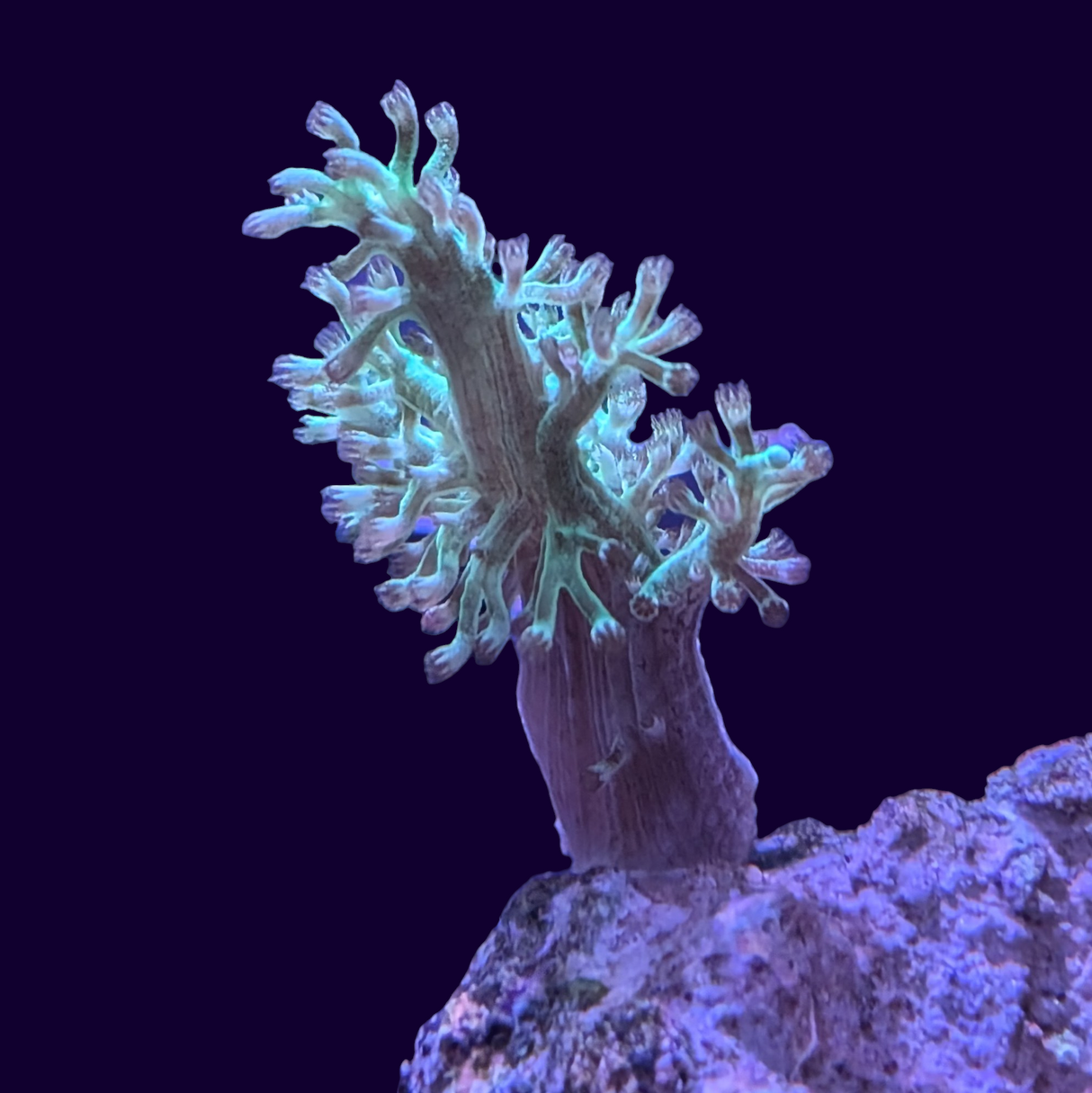 Neon Green Kenya Tree