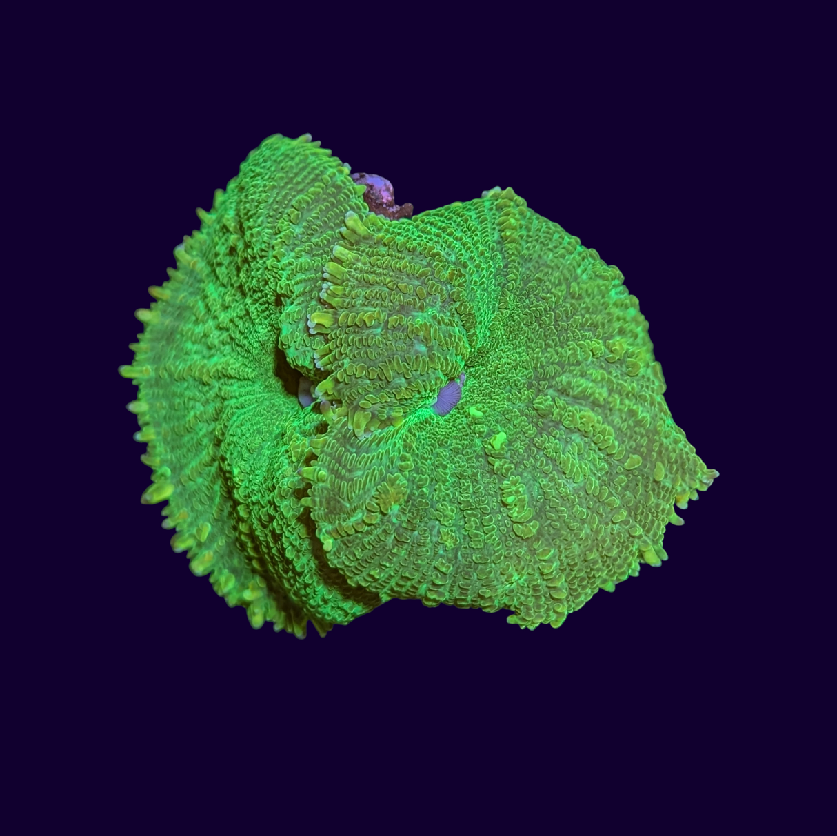 Neon Green Rhodactis Mushroom