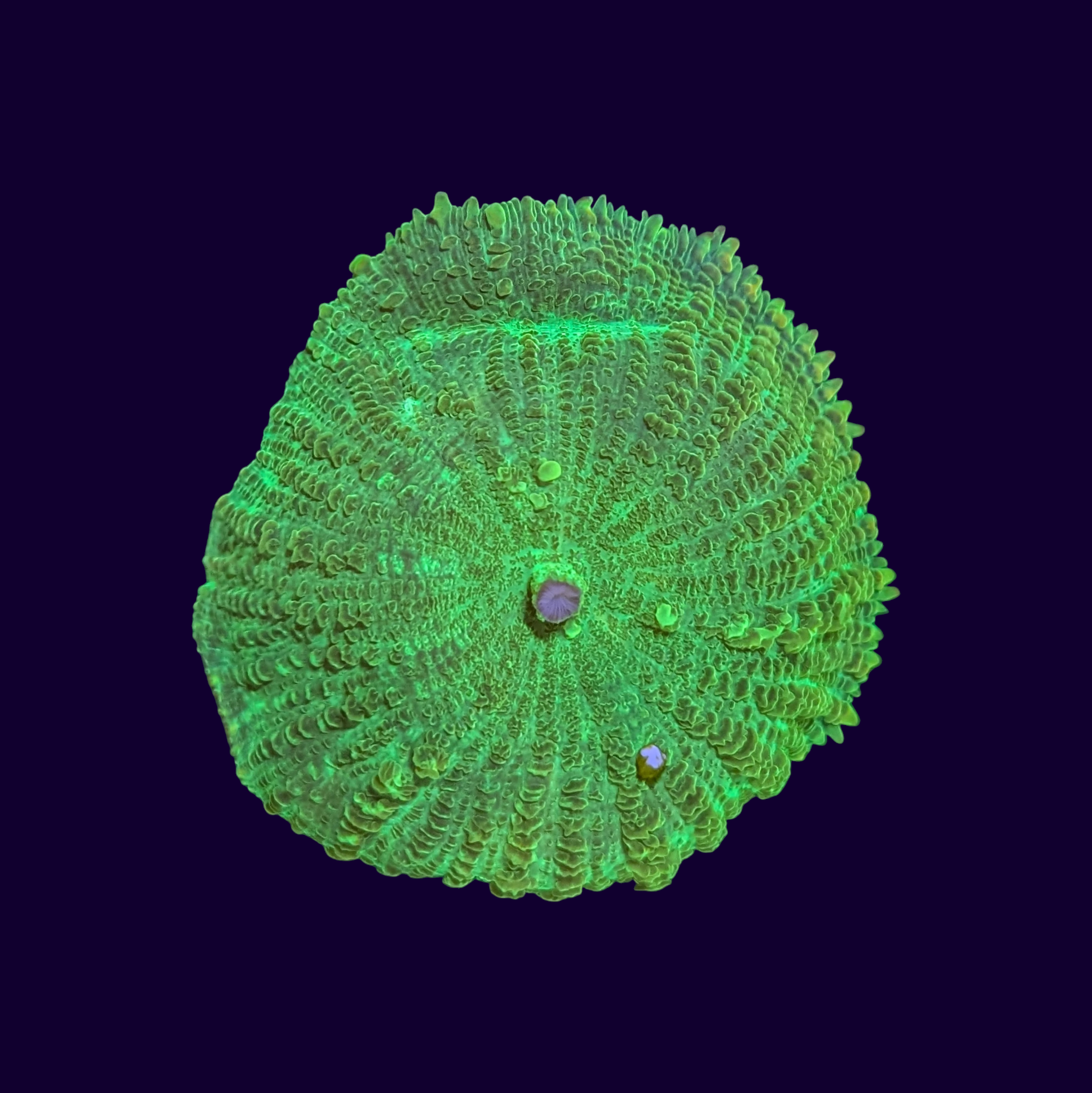 Neon Green Rhodactis Mushroom