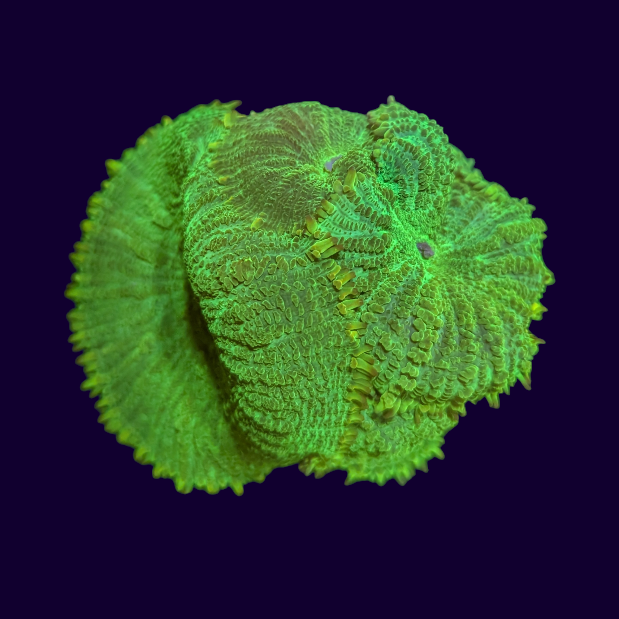 Neon Green Rhodactis Mushroom Colony (Collection Only)