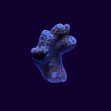 Hump Coral Frag