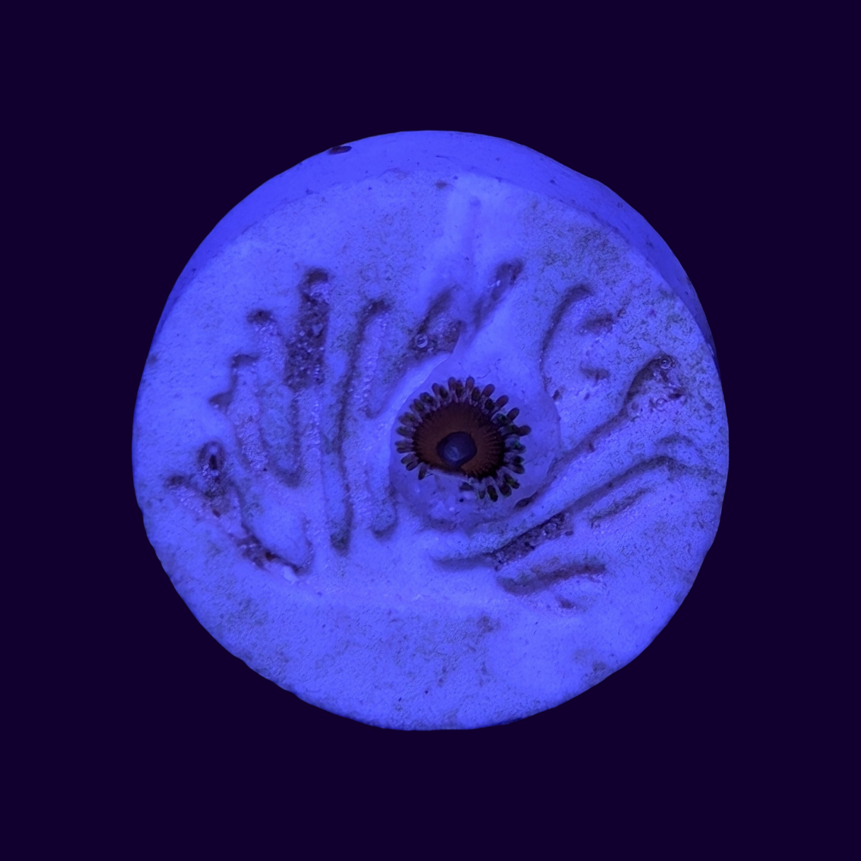 Eagle Eye Zoa