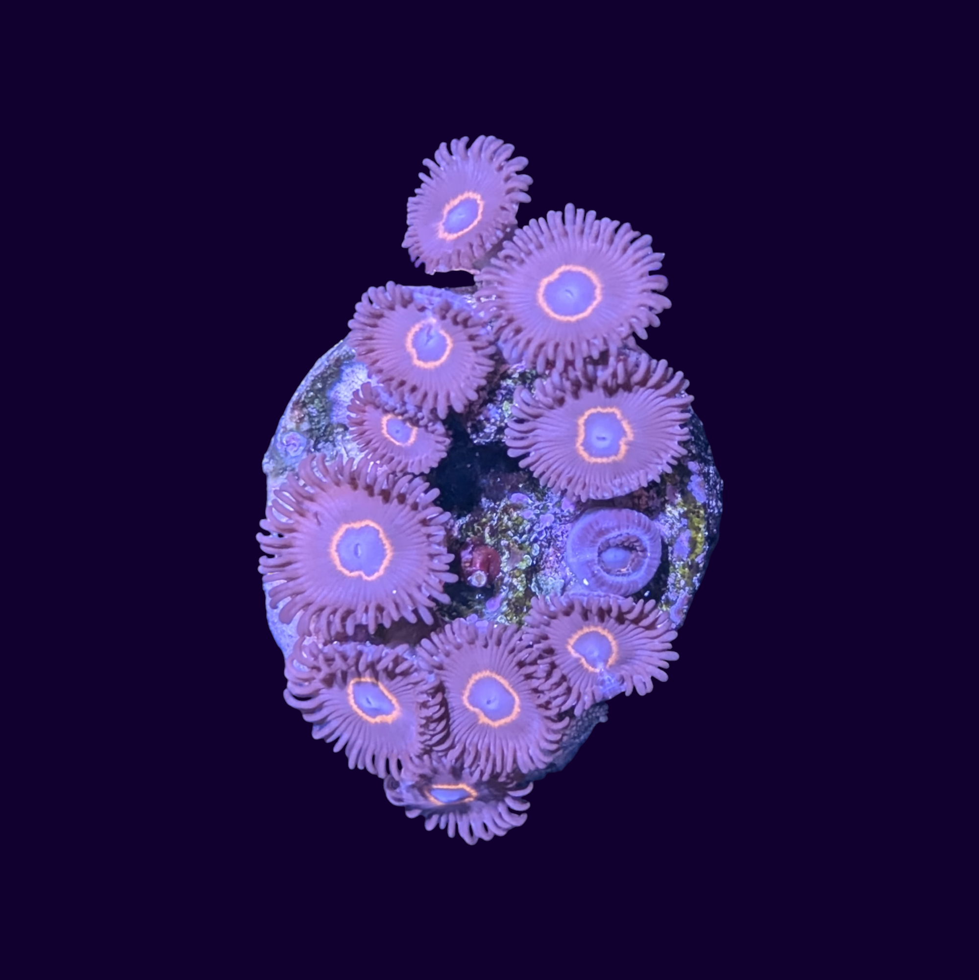 Bullseye Zoa Frag