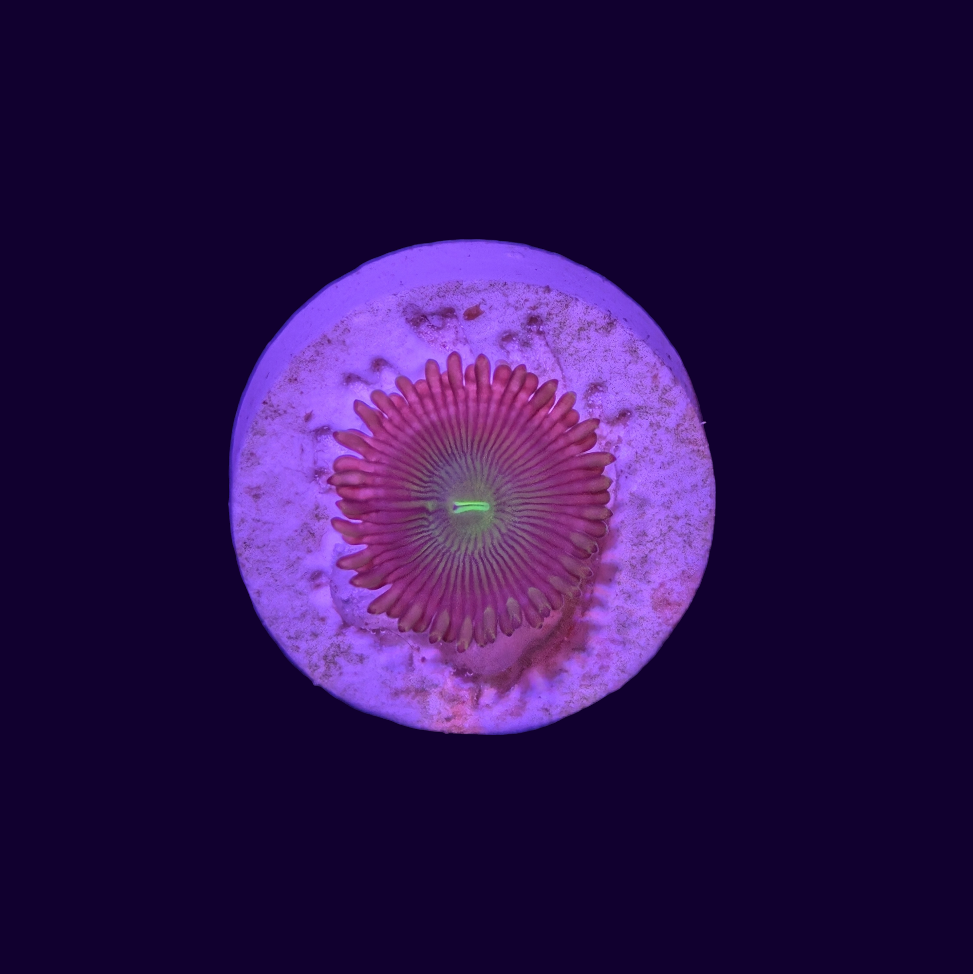 Zoa Frag