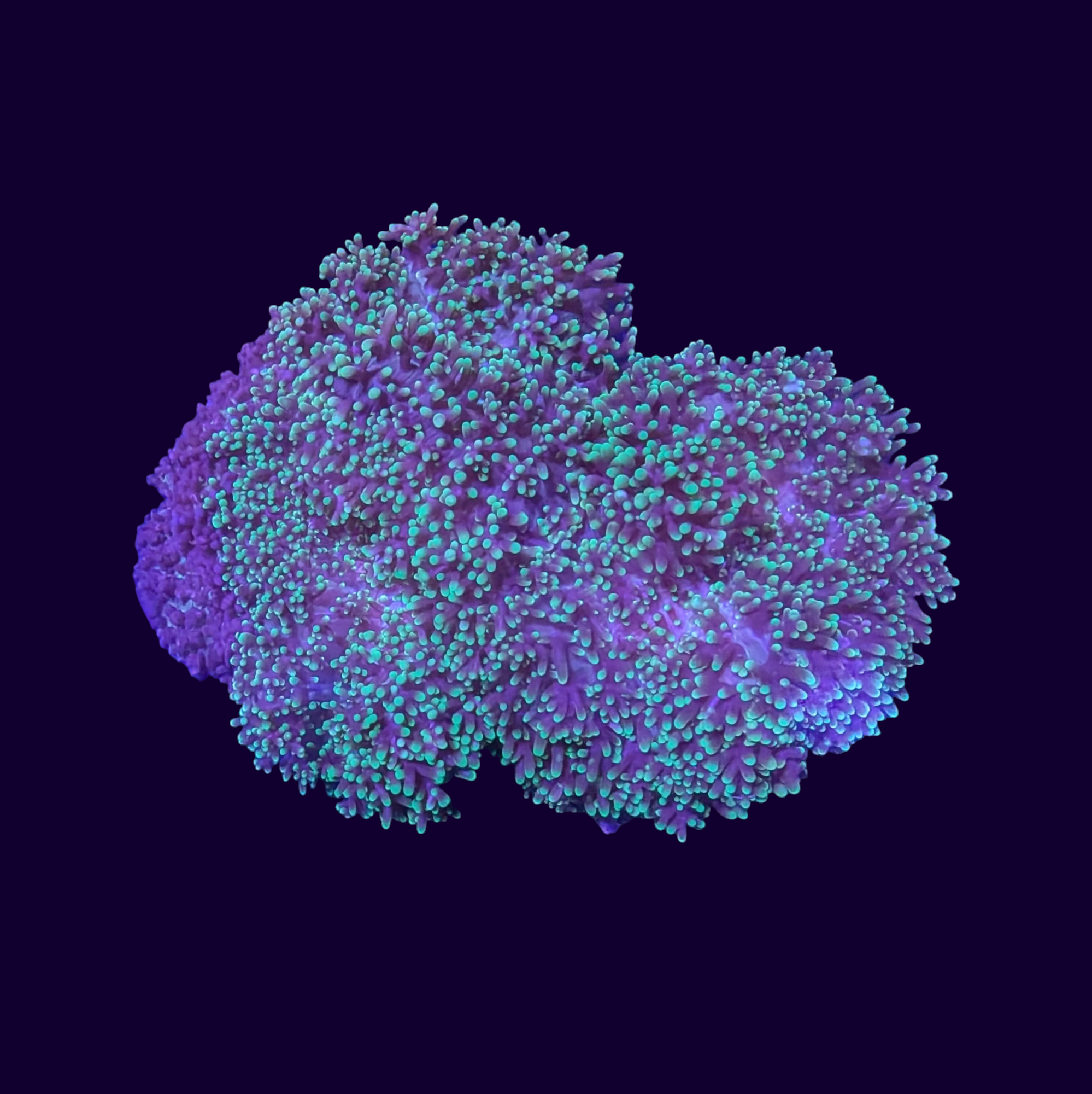 Fuzzy Green Mushroom Colony (Collection Only)