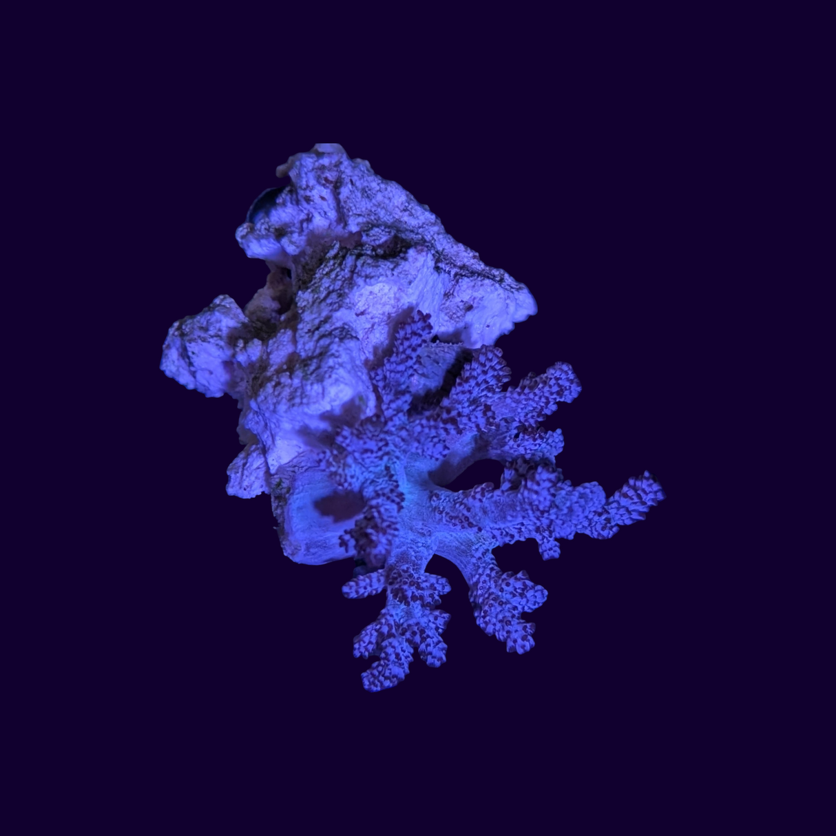 Bush Coral Asparagus