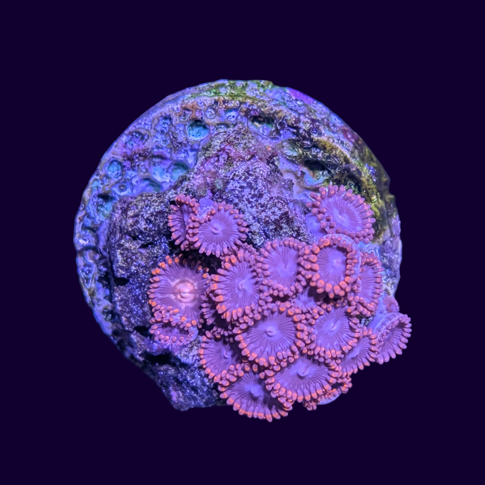 Zoa Frag