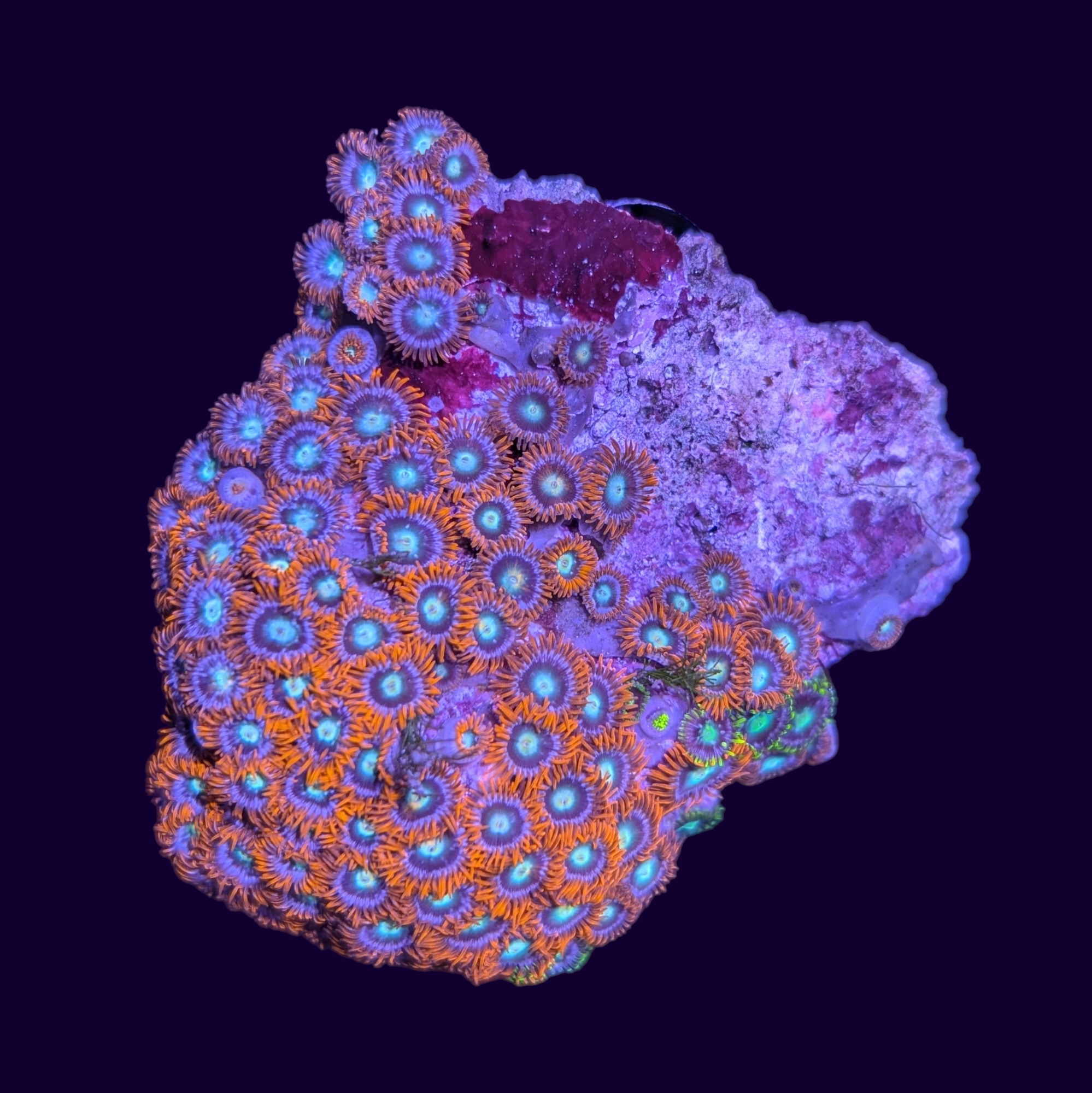 Flaming Sun Zoa Colony - Collection Only