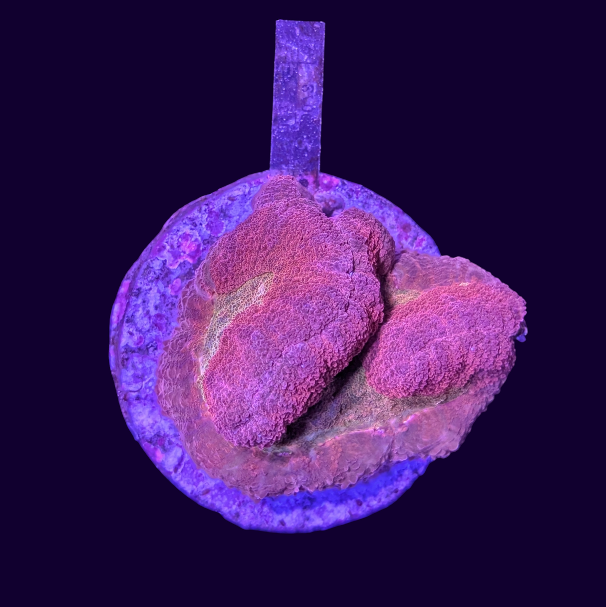 Lobophyllia Colony