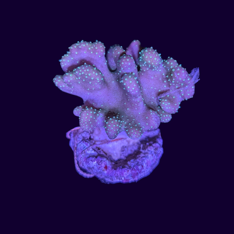 Green Polyp Lobophytum Leather Coral