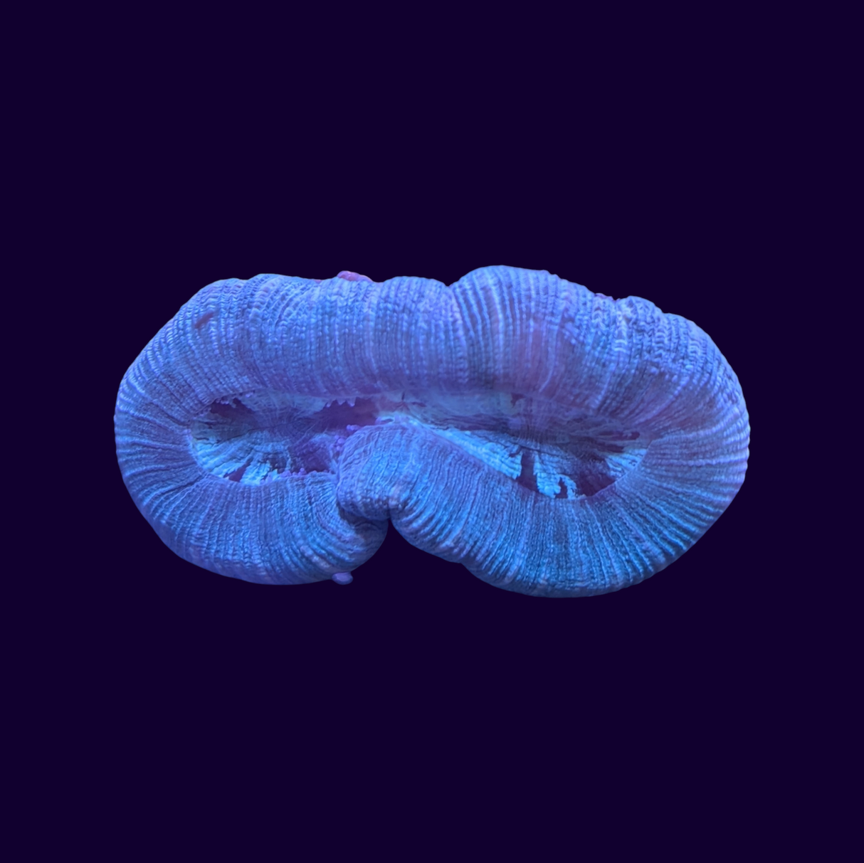 Trachyphyllia