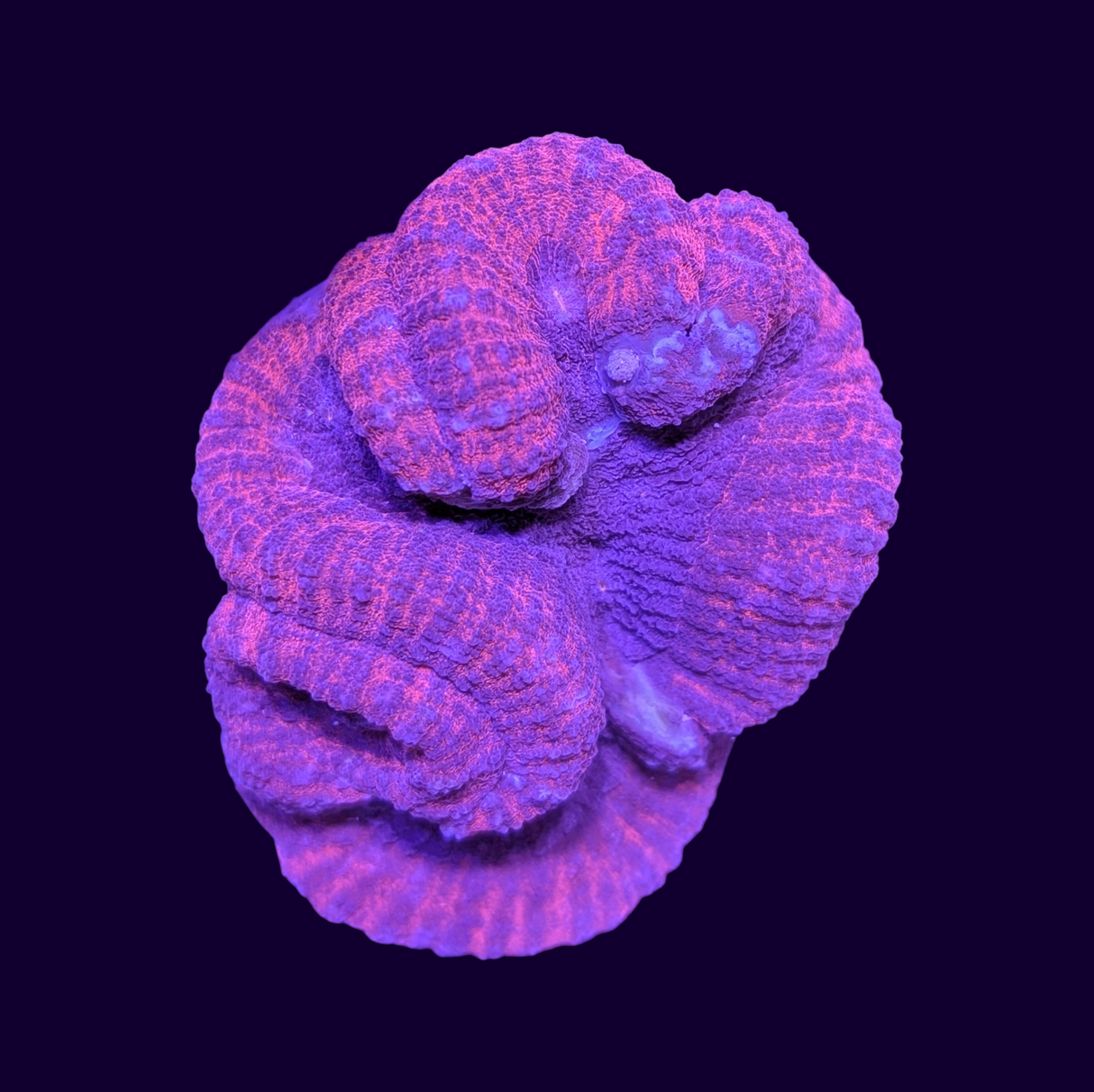 Lobophyllia (Collection Only)