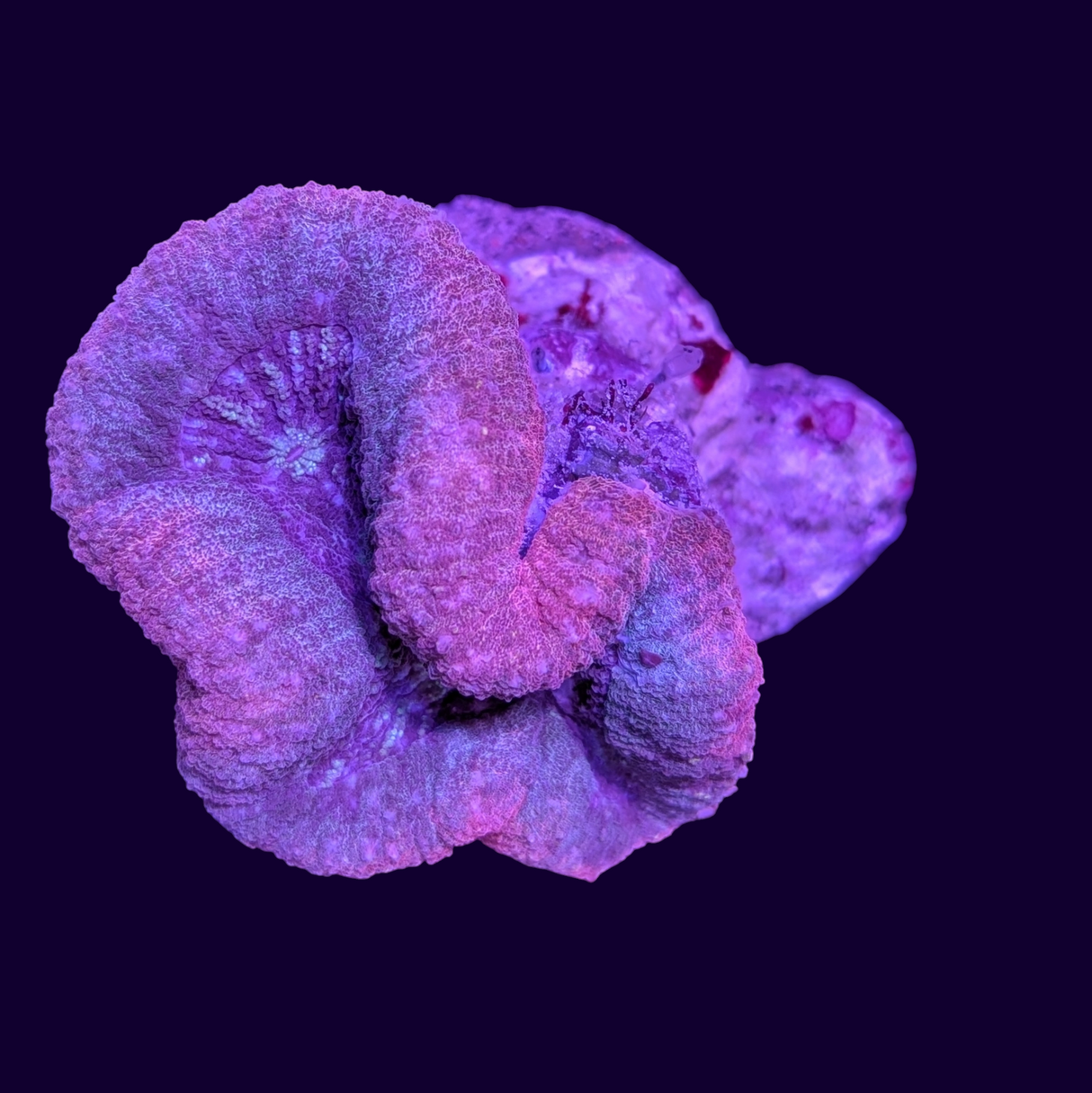 Lobophyllia (Collection Only)