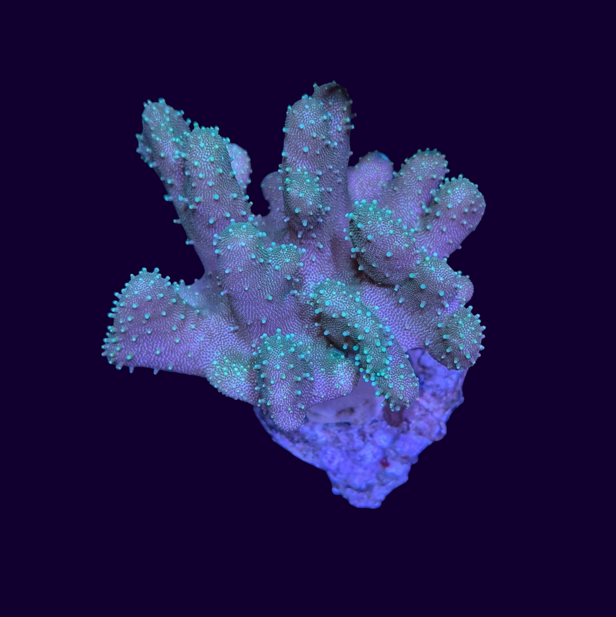 Green Polyp Lobophytum Leather Coral