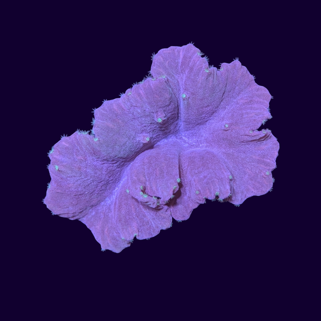 Cabbage Leather Coral