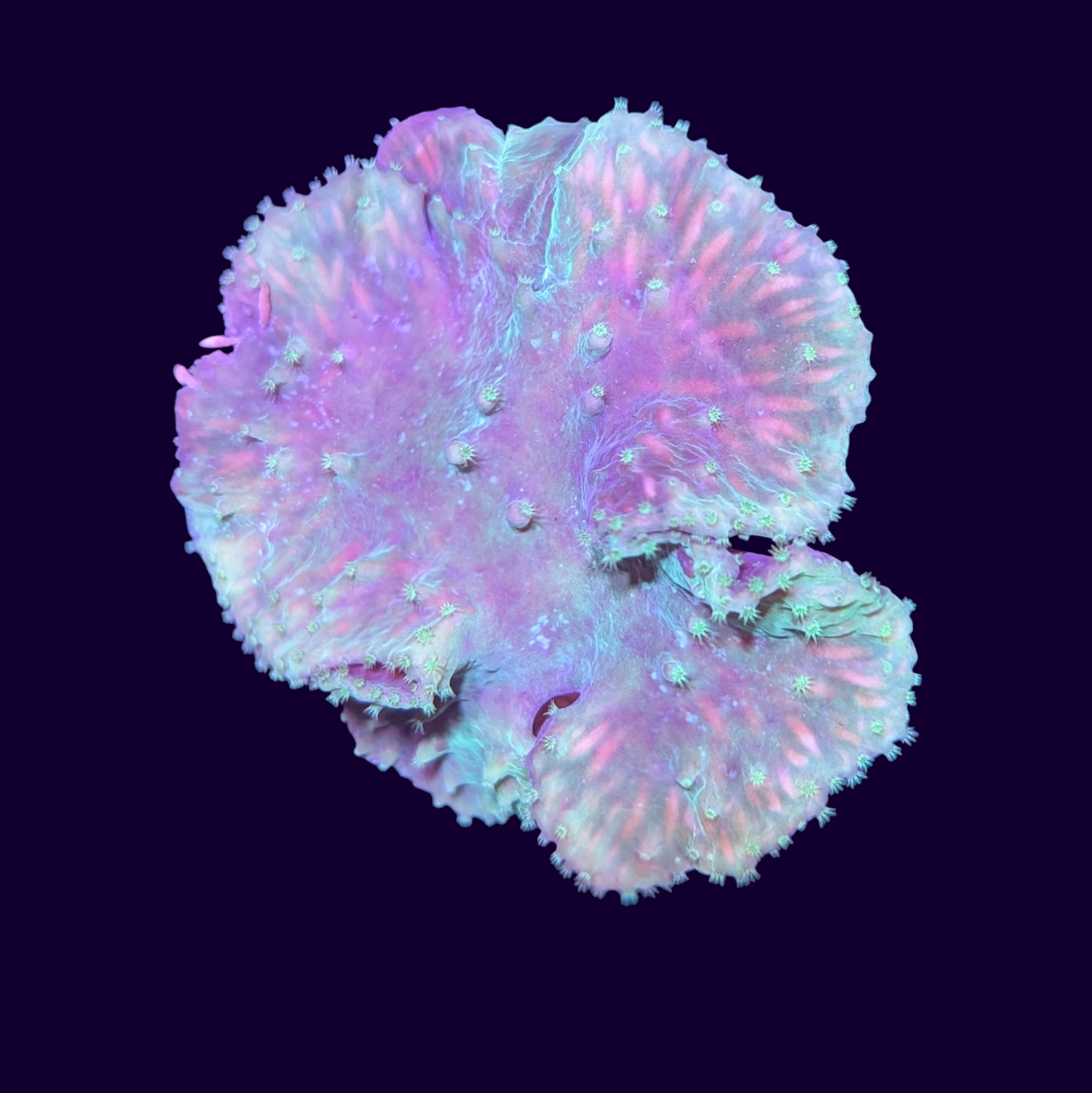 Green Cabbage Leather Coral