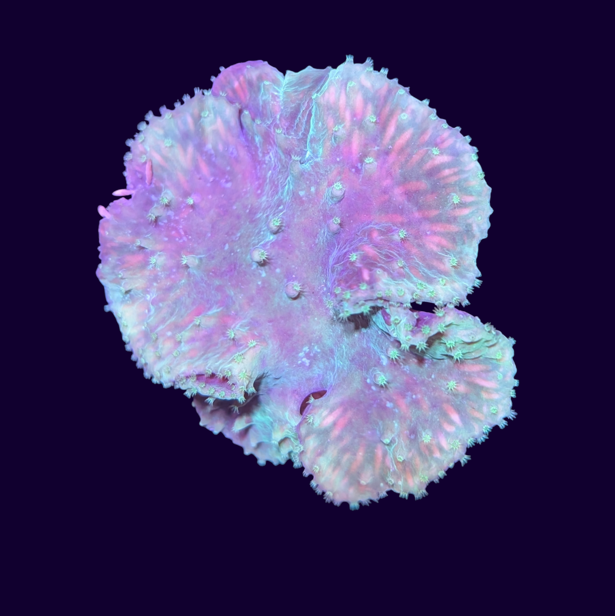Green Cabbage Leather Coral – thecoralcentre