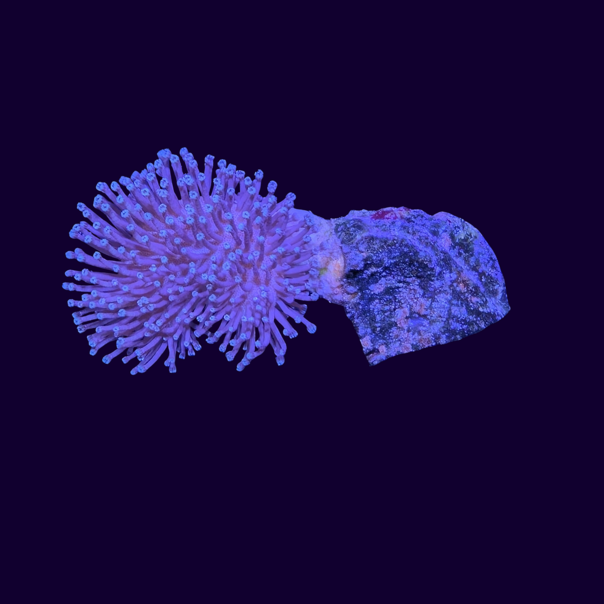 Toadstool Frag