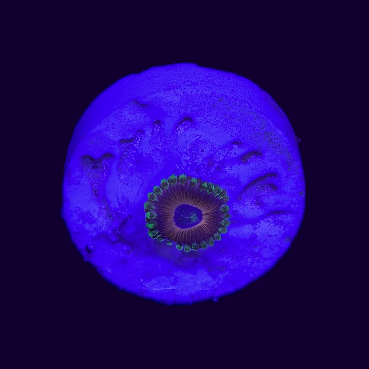 Eagle Eye Zoa