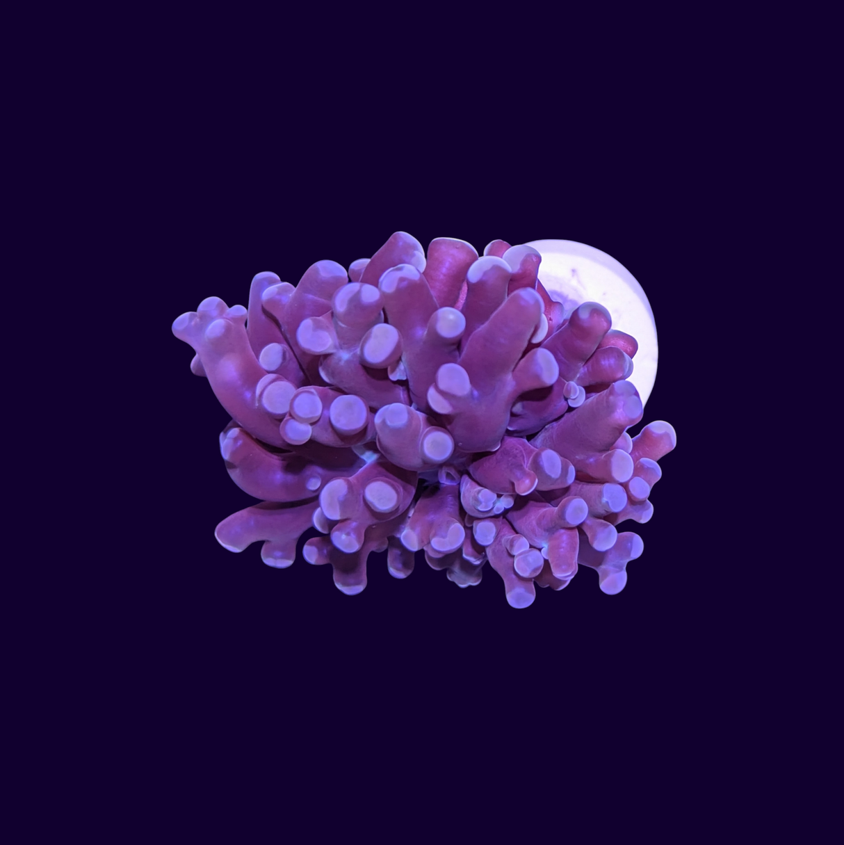 Red Frogspawn - 1 Head