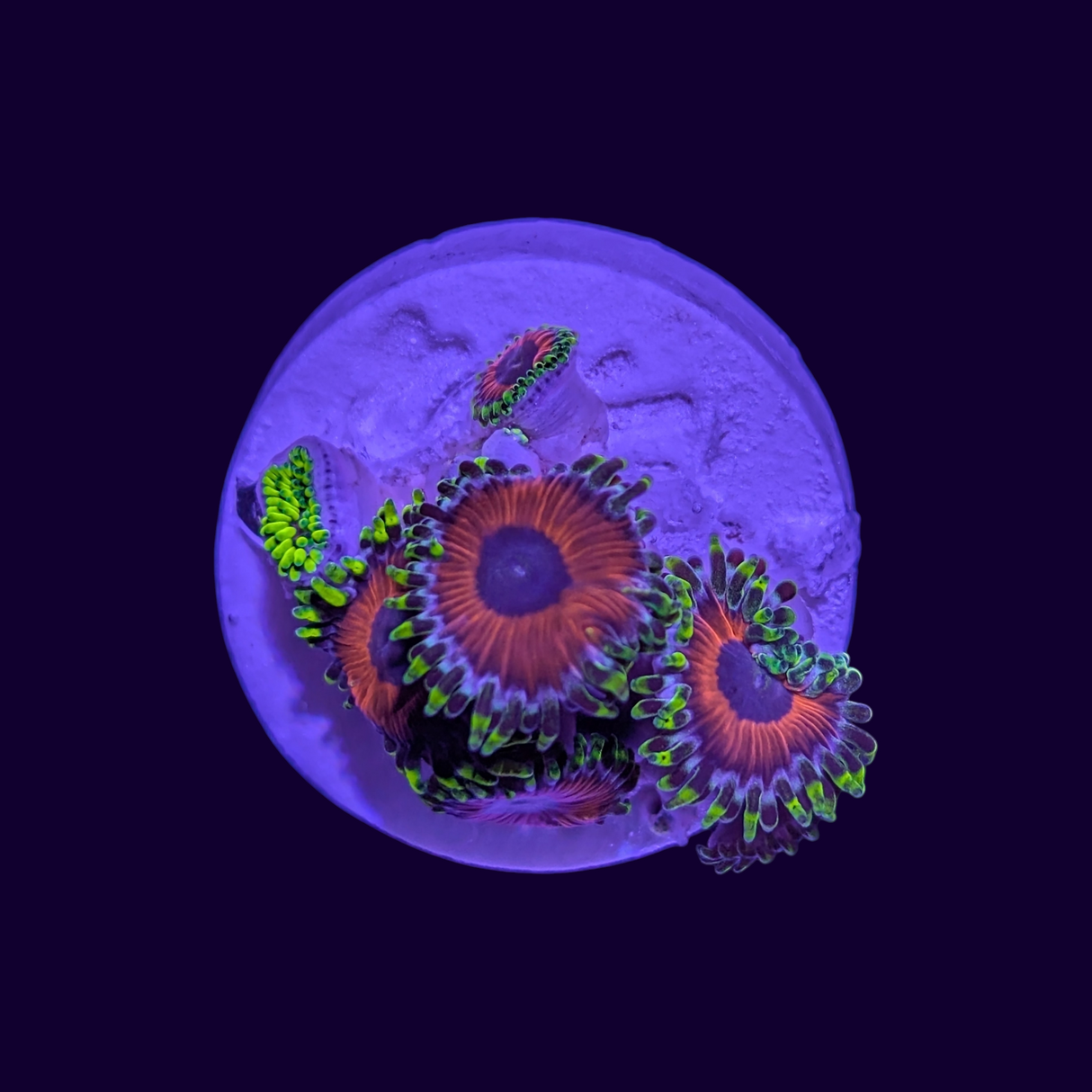 Eagle Eye Zoas