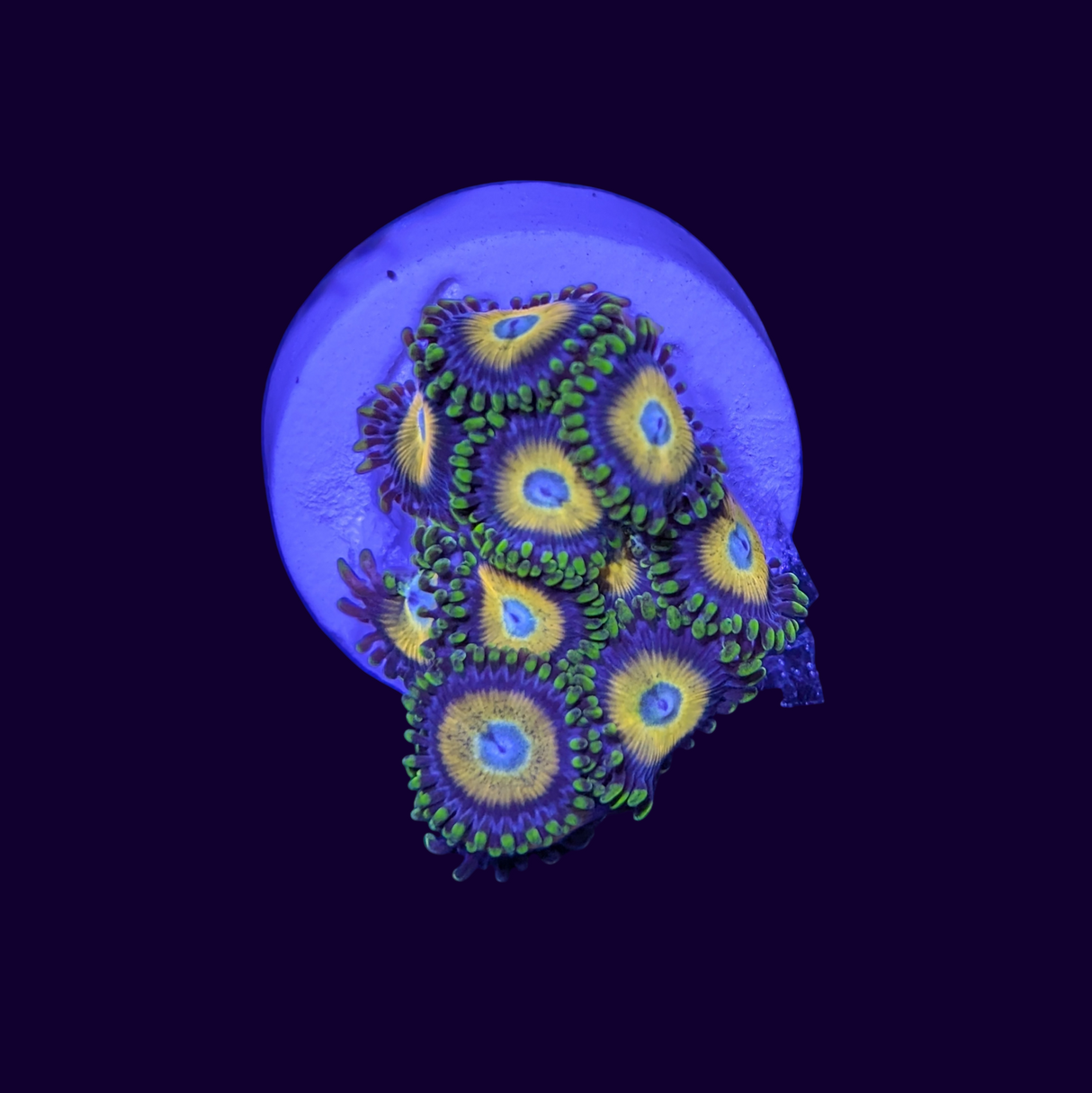 Scrambled Eye Zoas