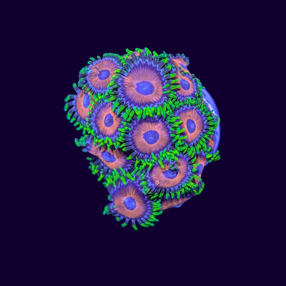 Eagle Eye Zoas