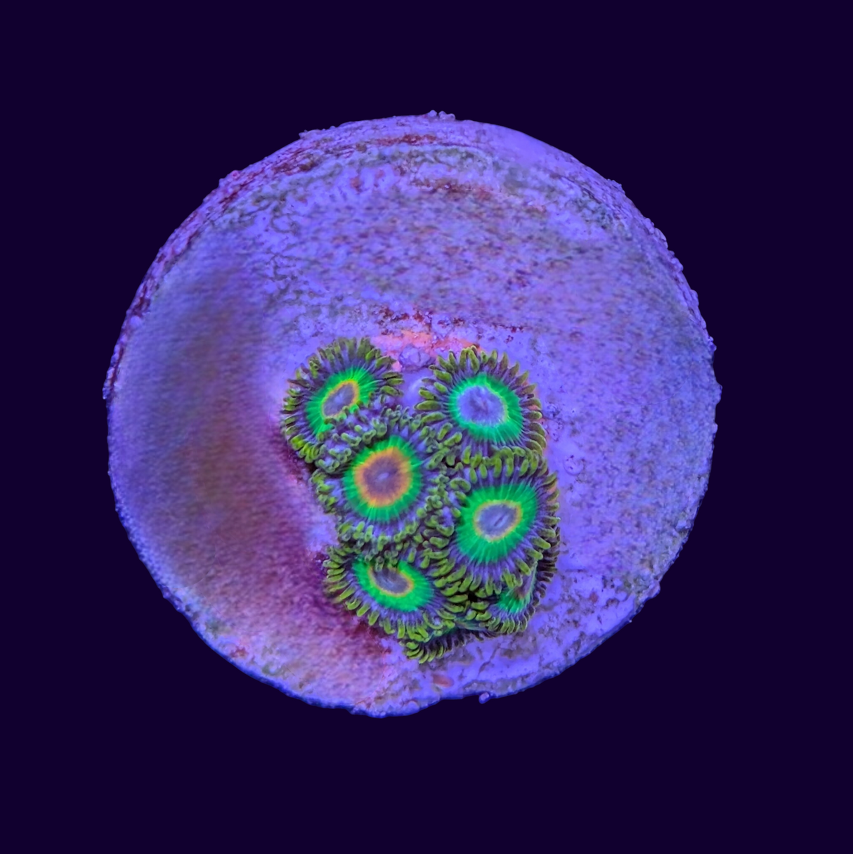 Rasta Zoas