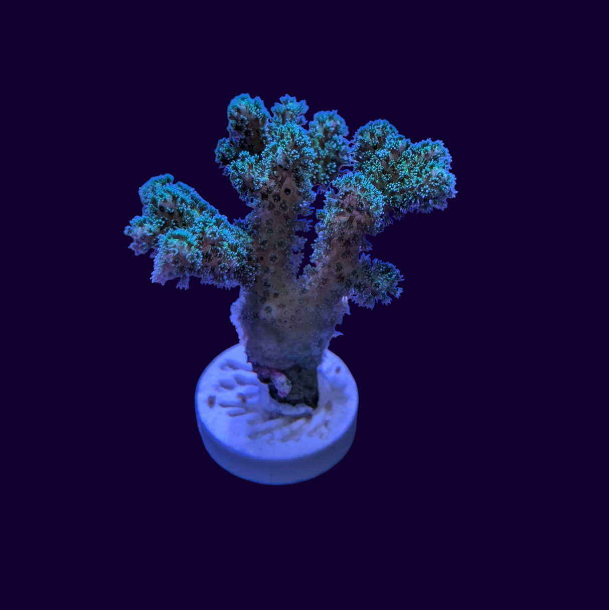 Large Pocillopora