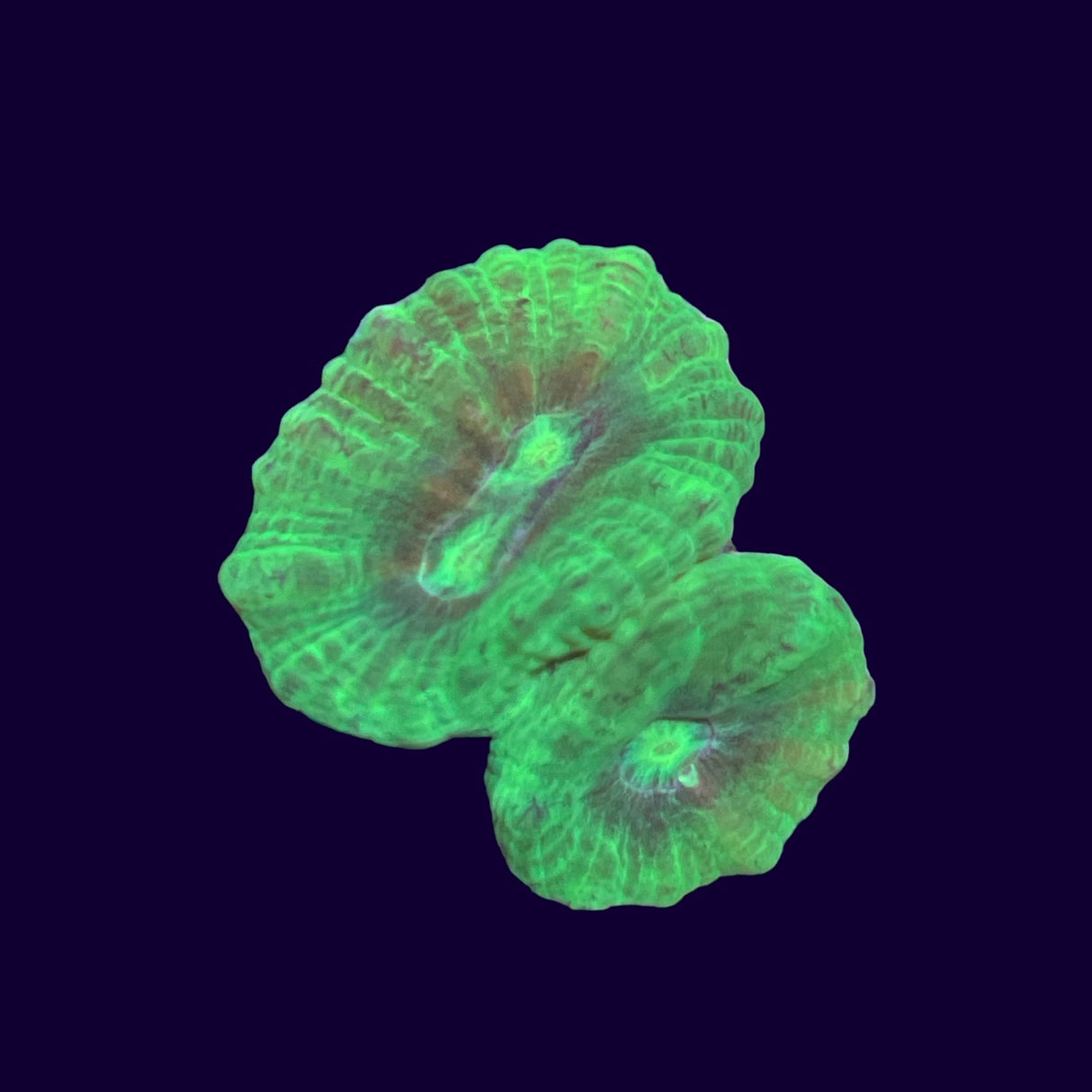 Toxic Green Candy Cane