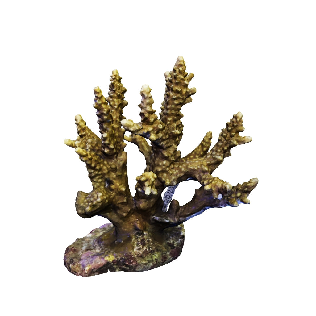 #1 Autumn Offers Goniopora Colony