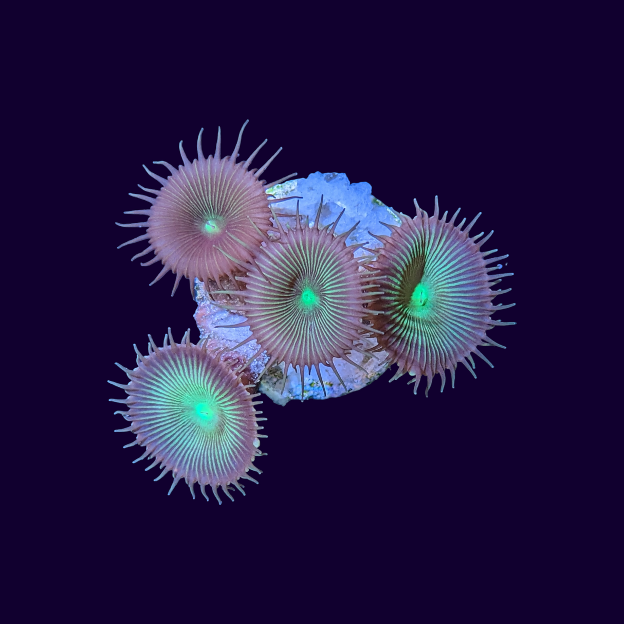 Paly Zoa Frag