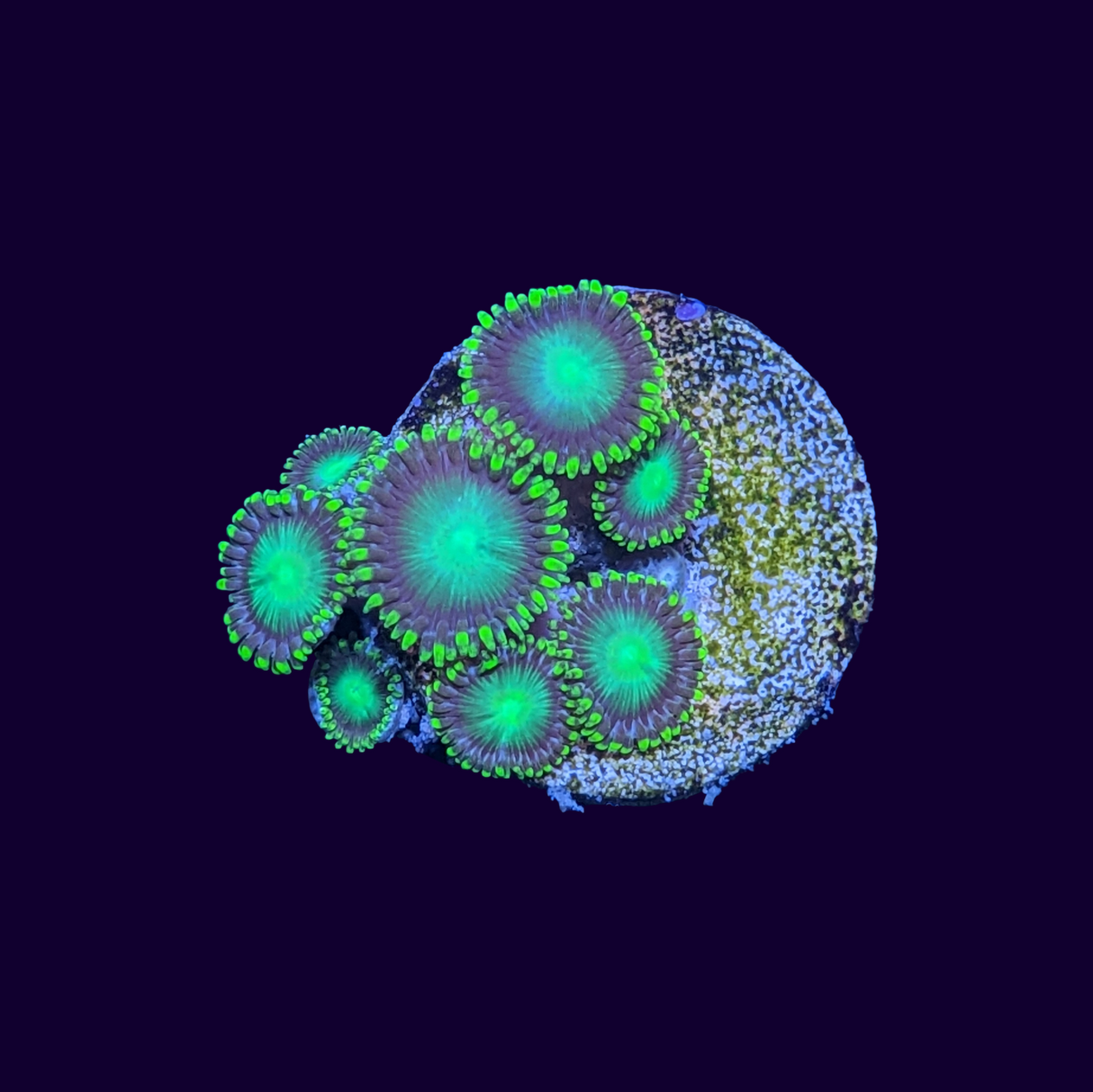 Radioactive Dragons Eye Zoa Frag