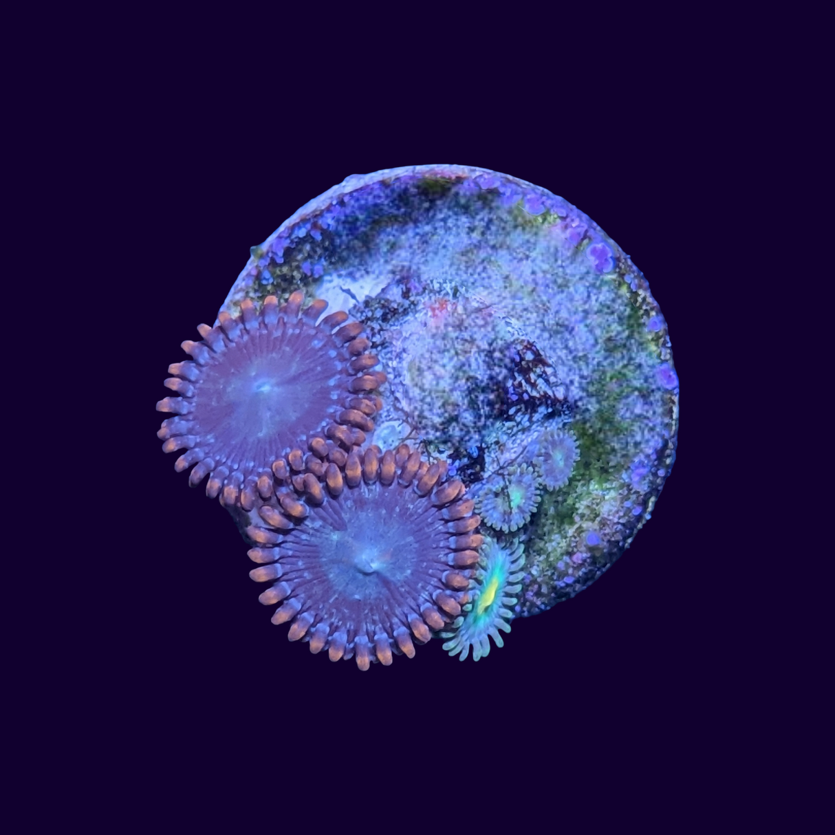 Mixed Zoa Frag