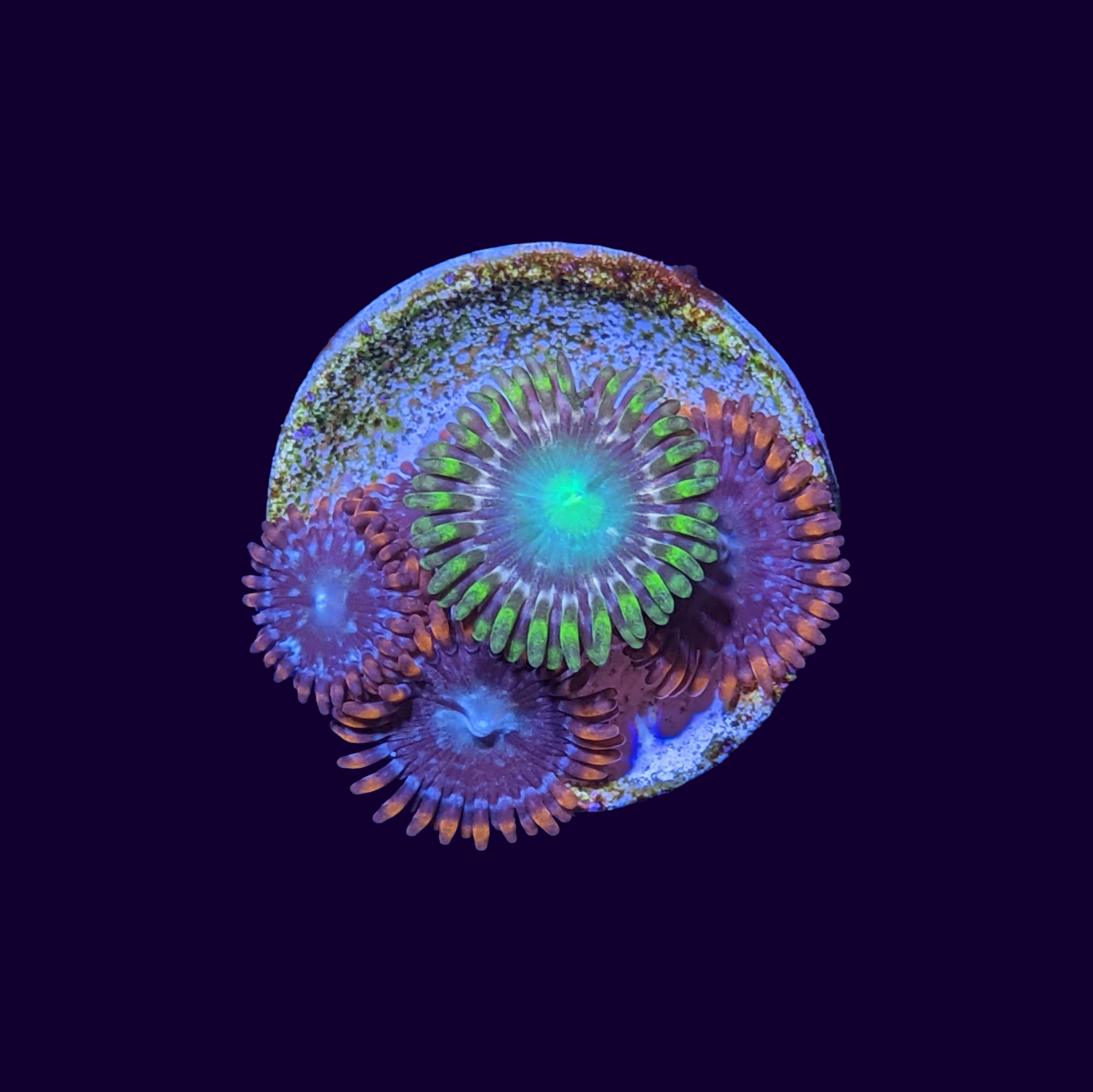 Mixed Zoa Frag