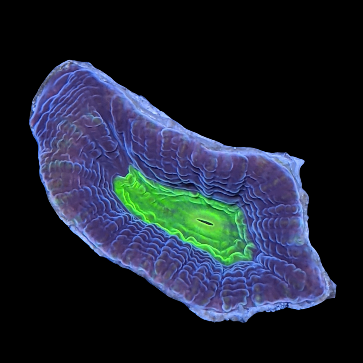 Dragon Soul Goniastrea