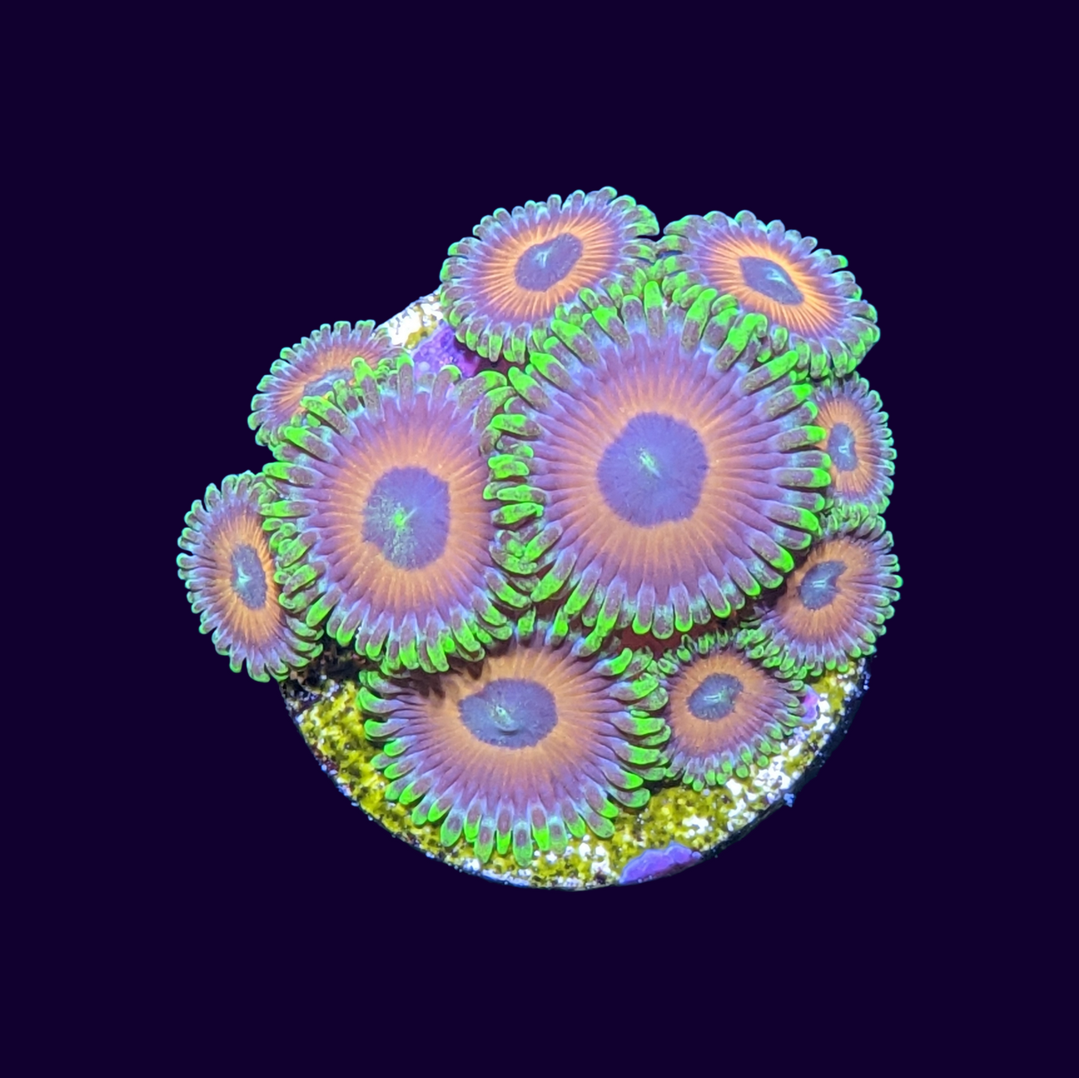 Eagle Eyes Zoas Frag